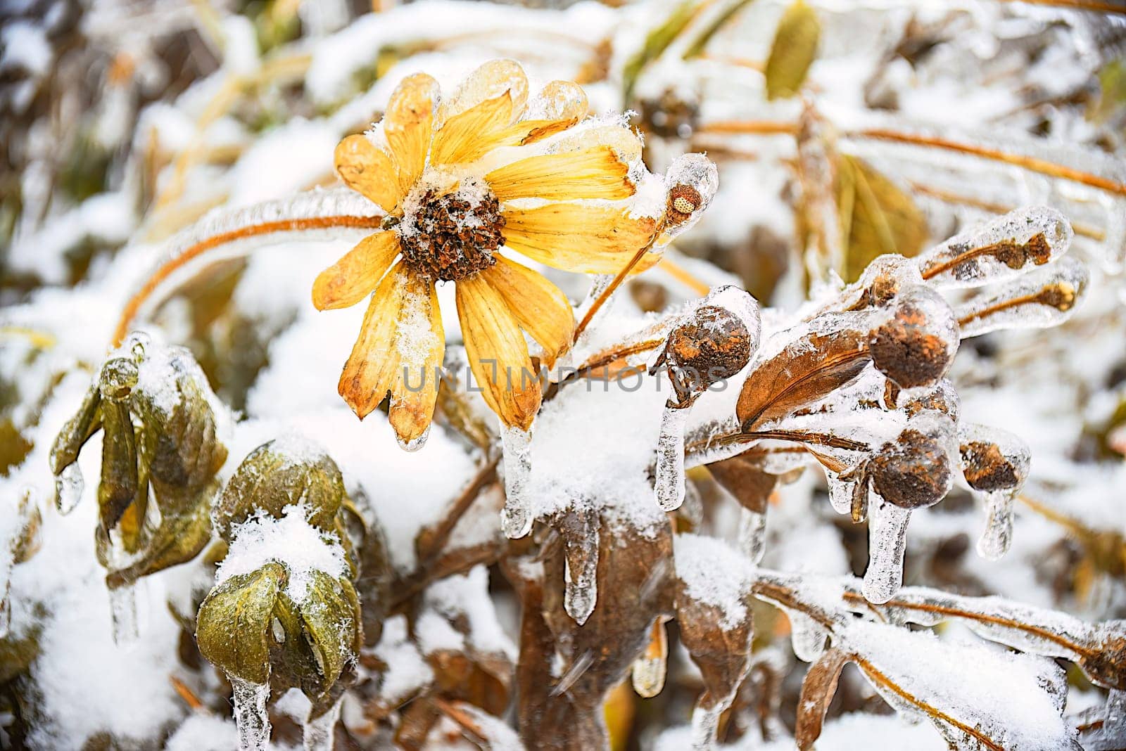 Frozen yellow flower with snowflakes and ice. Black-eyed Susan or Coneflowers. Russian winter.