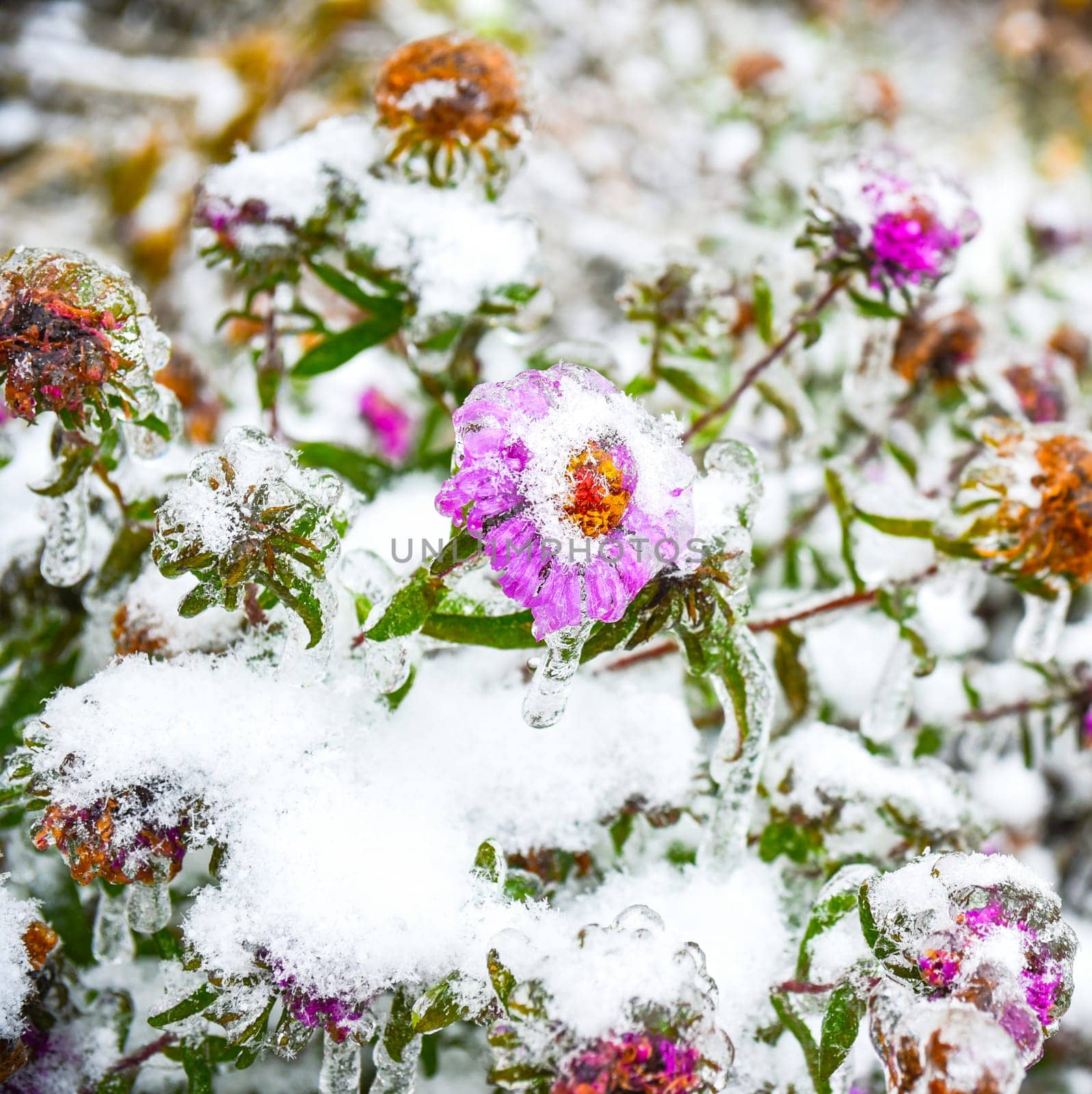 Frosted purple aster with snow and ice.