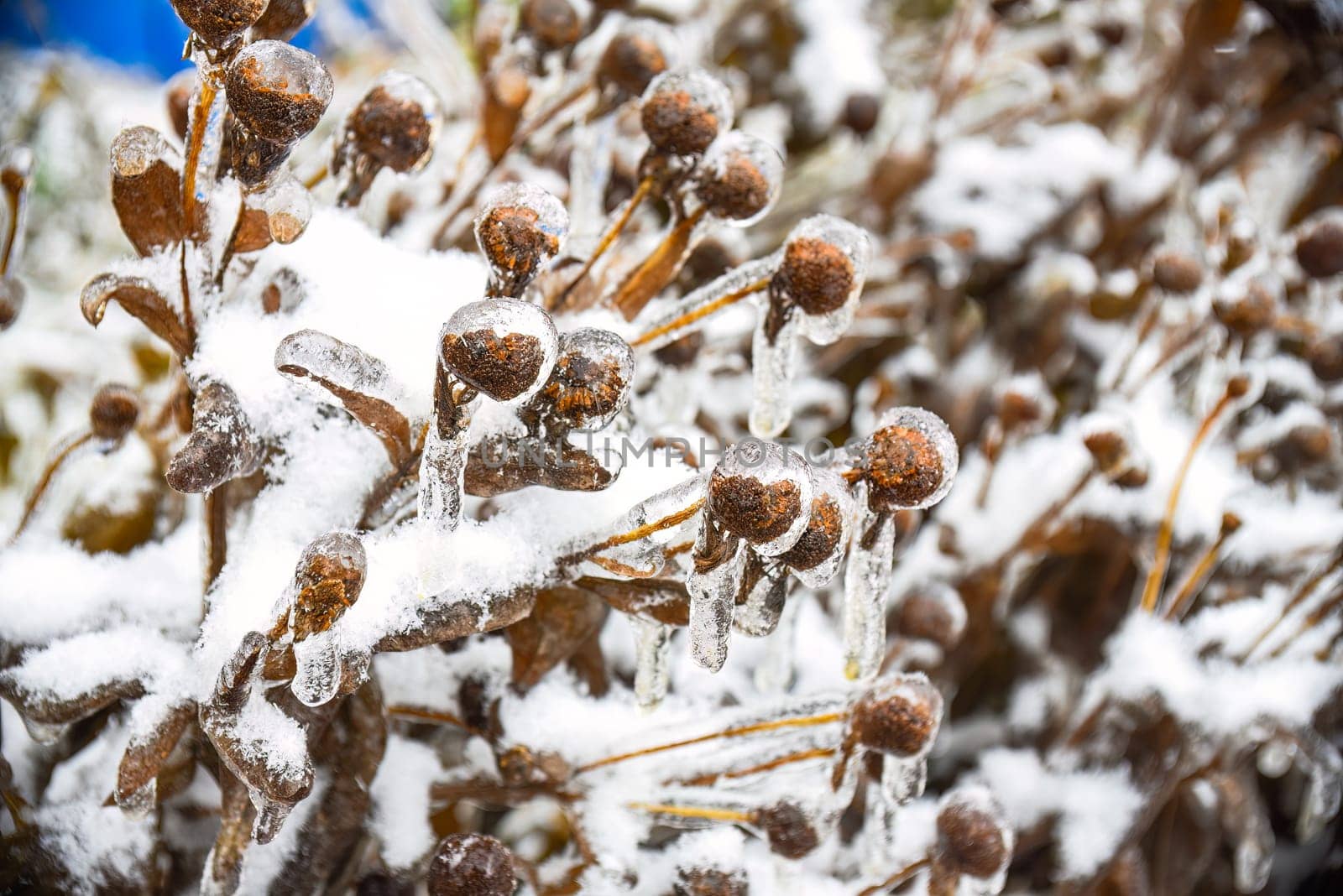 Frosted remnants of flowers with snow and ice. Russian winter.