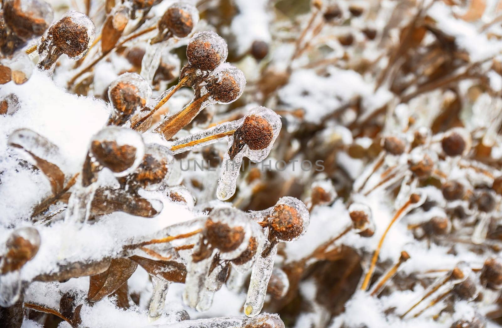 Frosted remnants of flowers with snow and ice. Russian winter.