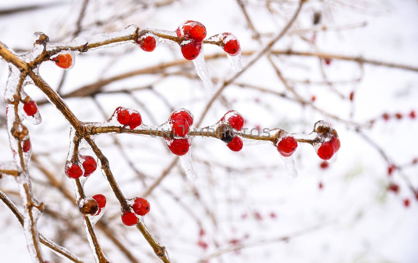 Frozen red berries on a branch in ice and snow on a winter day in russia