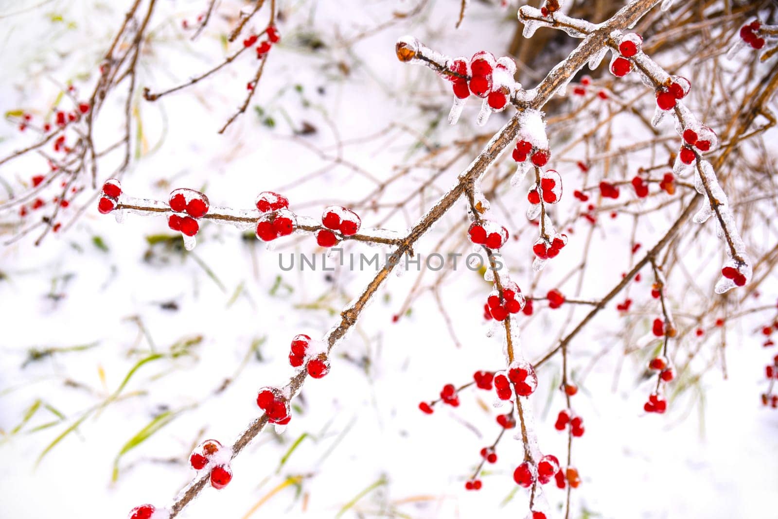 Frozen red berries on a branch in ice and snow on a winter day in russia