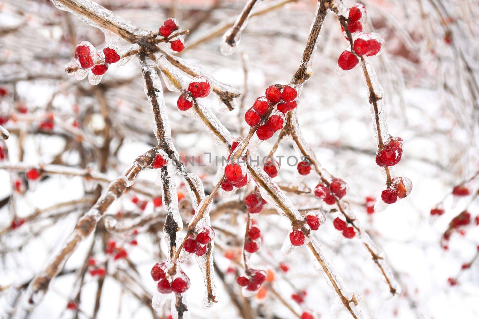 Frozen red berries on a branch in ice and snow on a winter day in russia