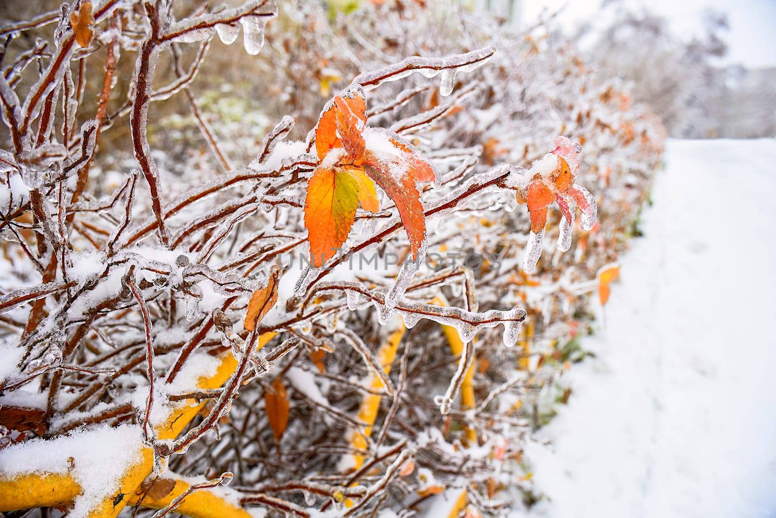 Orange dry leaves growing on a branch covered with ice on a winter day in russia.