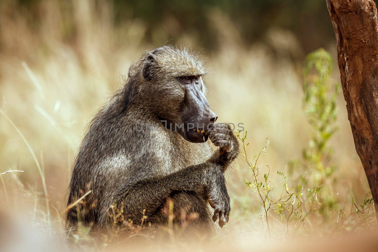 Chacma baboon eating seeds in grass in greater Kruger National park, South Africa ; Specie Papio ursinus family of Cercopithecidae