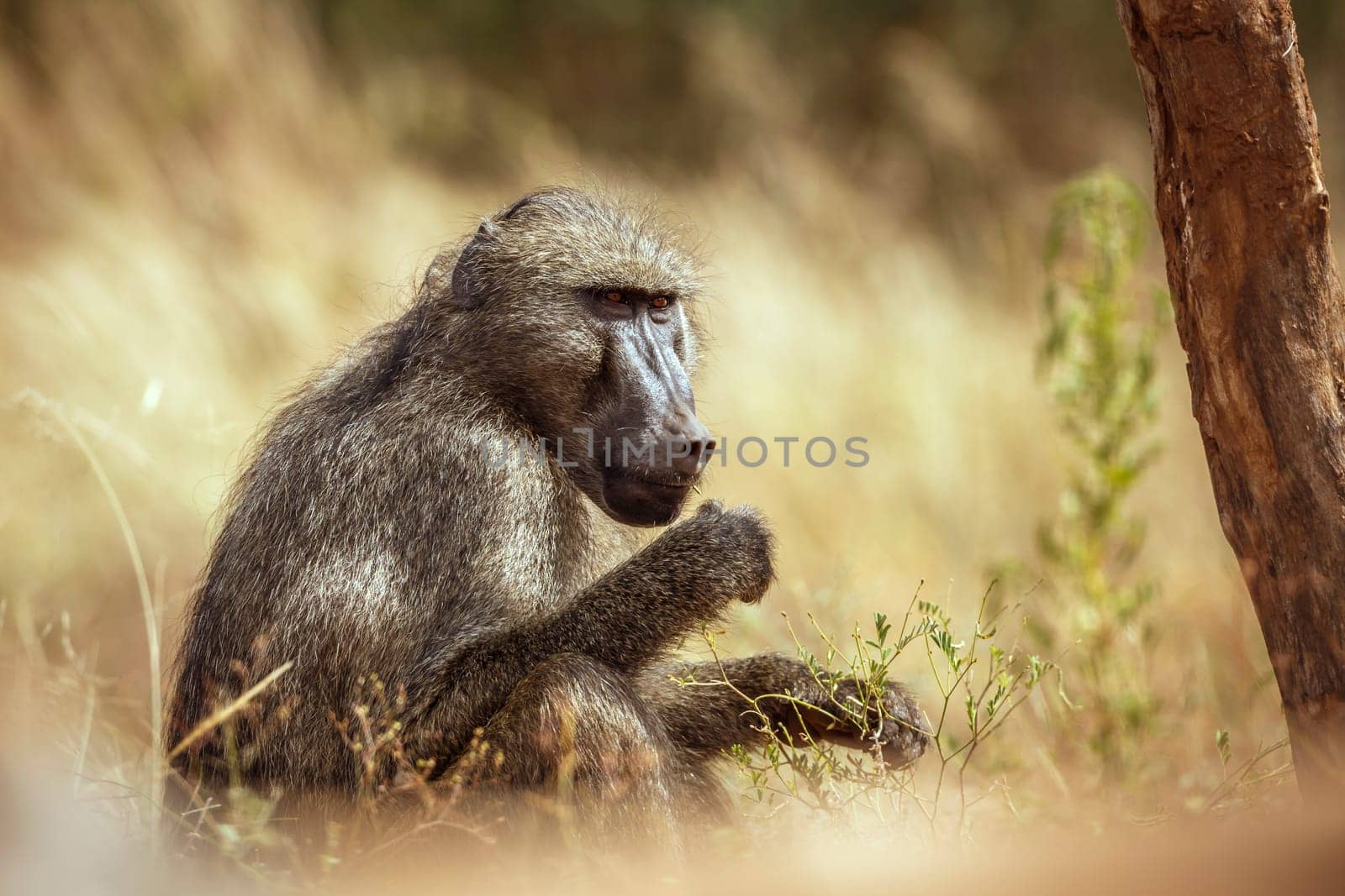 Chacma baboon eating seeds in grass in greater Kruger National park, South Africa ; Specie Papio ursinus family of Cercopithecidae