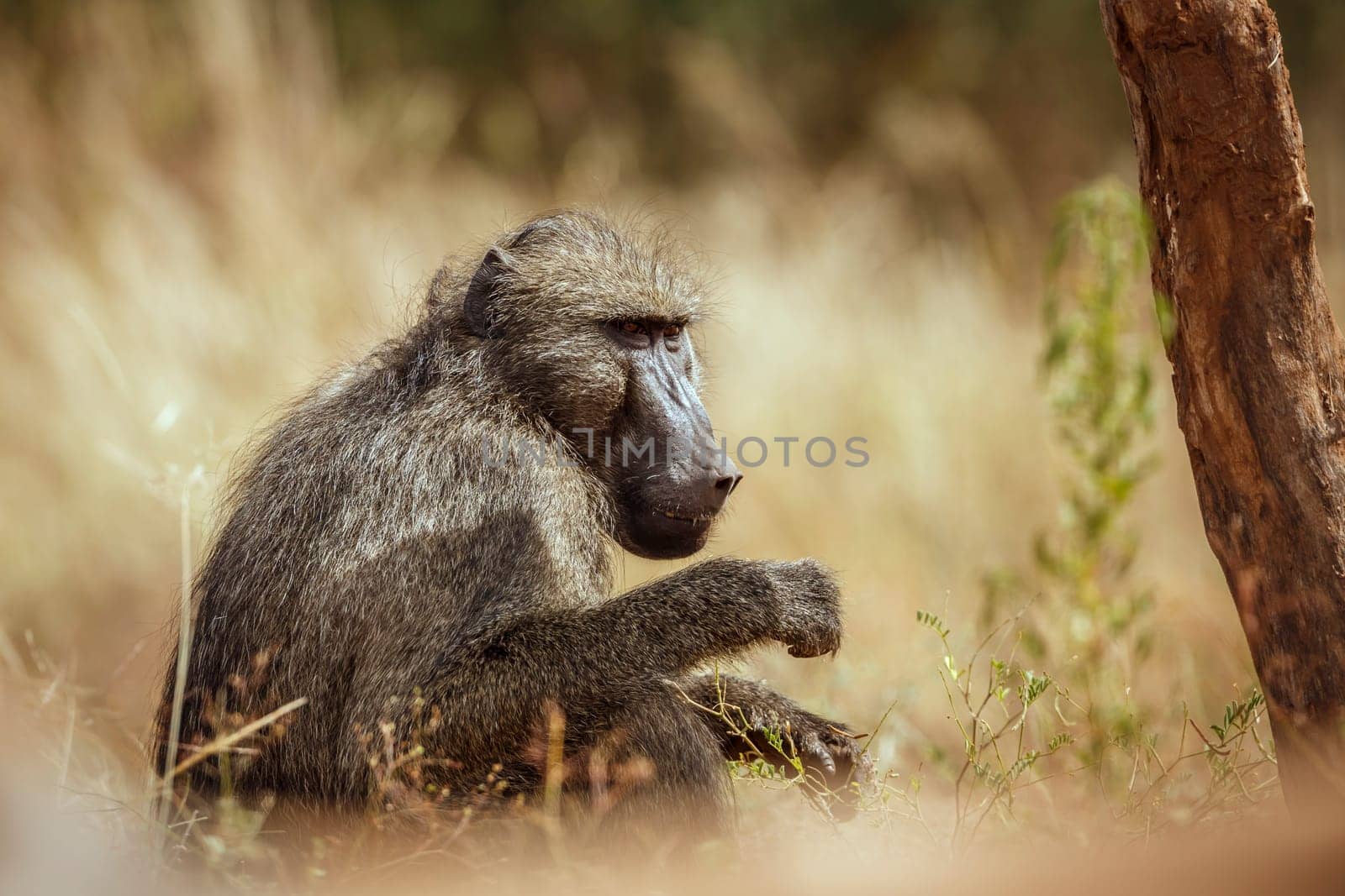 Chacma baboon eating seeds in grass in greater Kruger National park, South Africa ; Specie Papio ursinus family of Cercopithecidae
