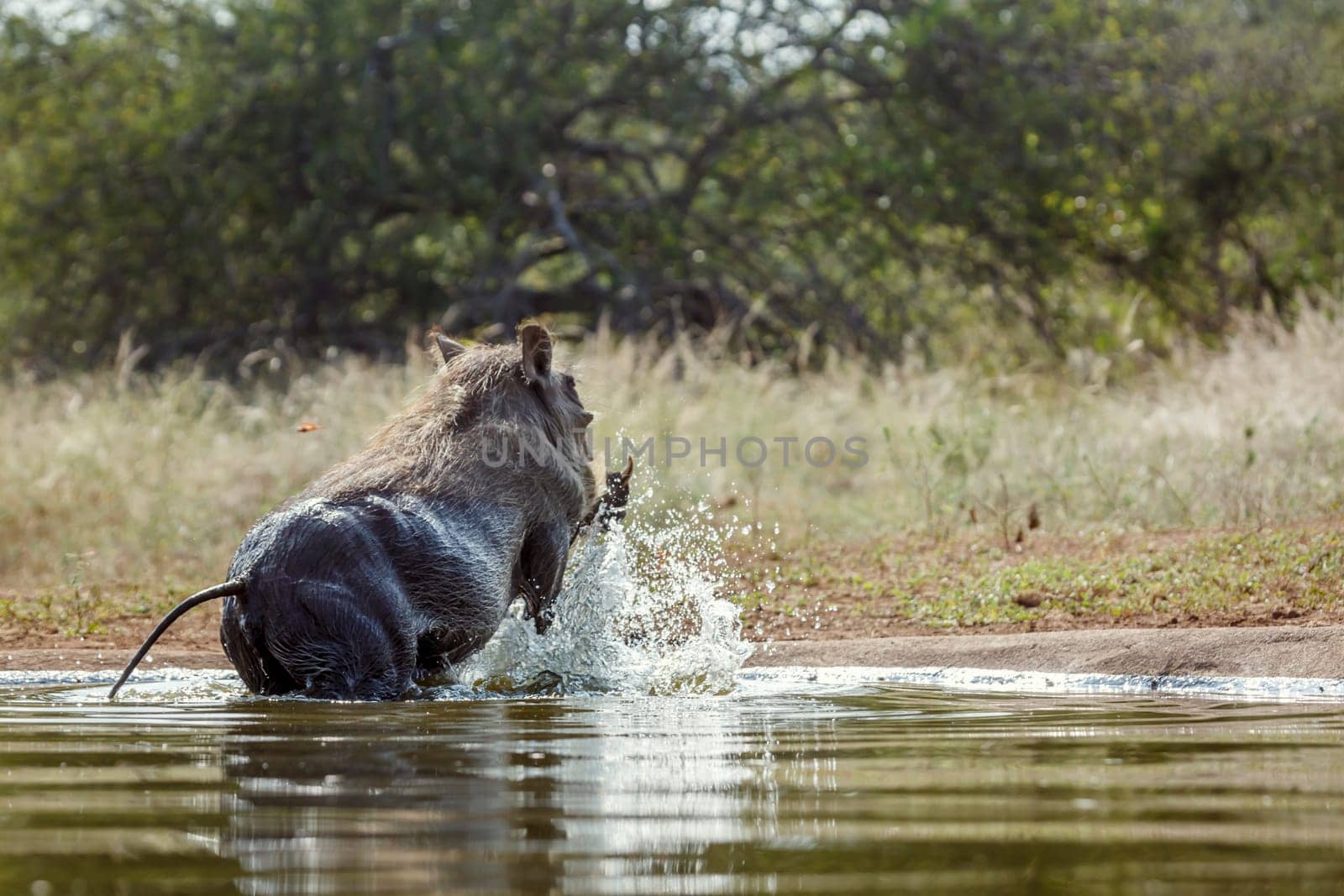 Common warthog jumping out of water in greater Kruger National park, South Africa ; Specie Phacochoerus africanus family of Suidae