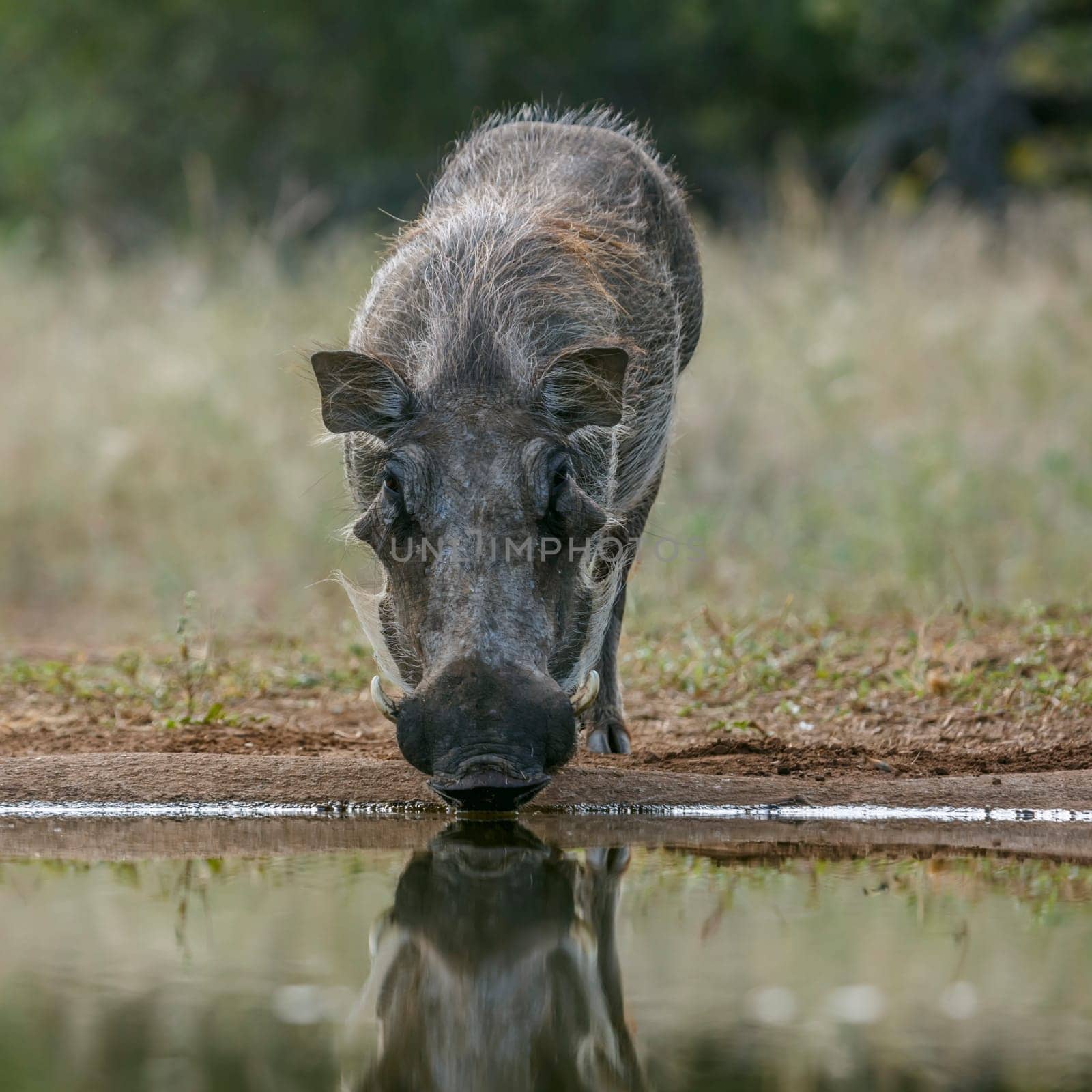 Common warthog drinking front view at waterhole in greater Kruger National park, South Africa ; Specie Phacochoerus africanus family of Suidae