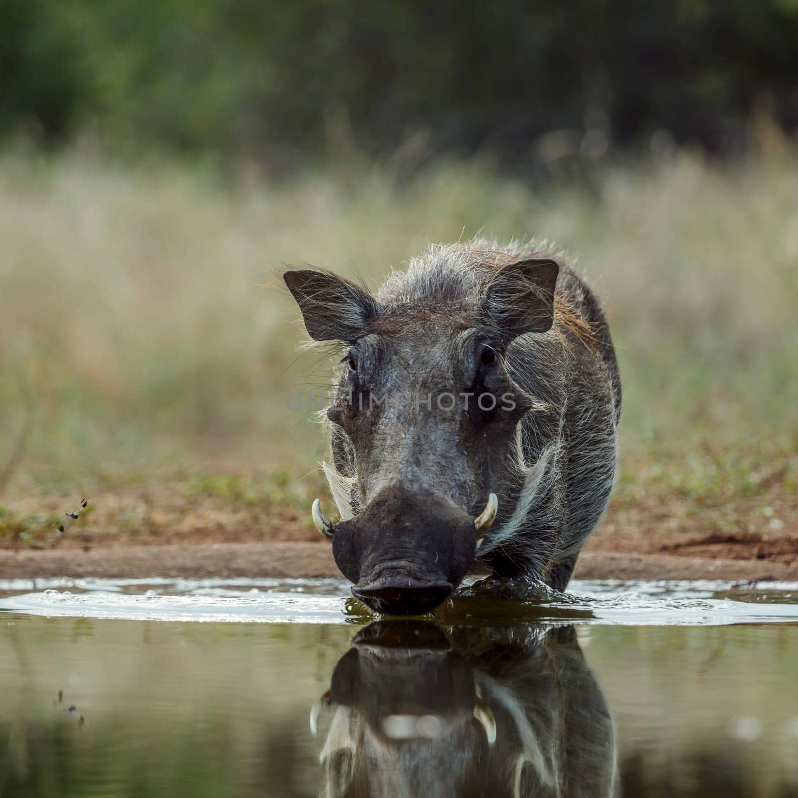 Common warthog  bathing in waterhole front view in greater Kruger National park, South Africa ; Specie Phacochoerus africanus family of Suidae