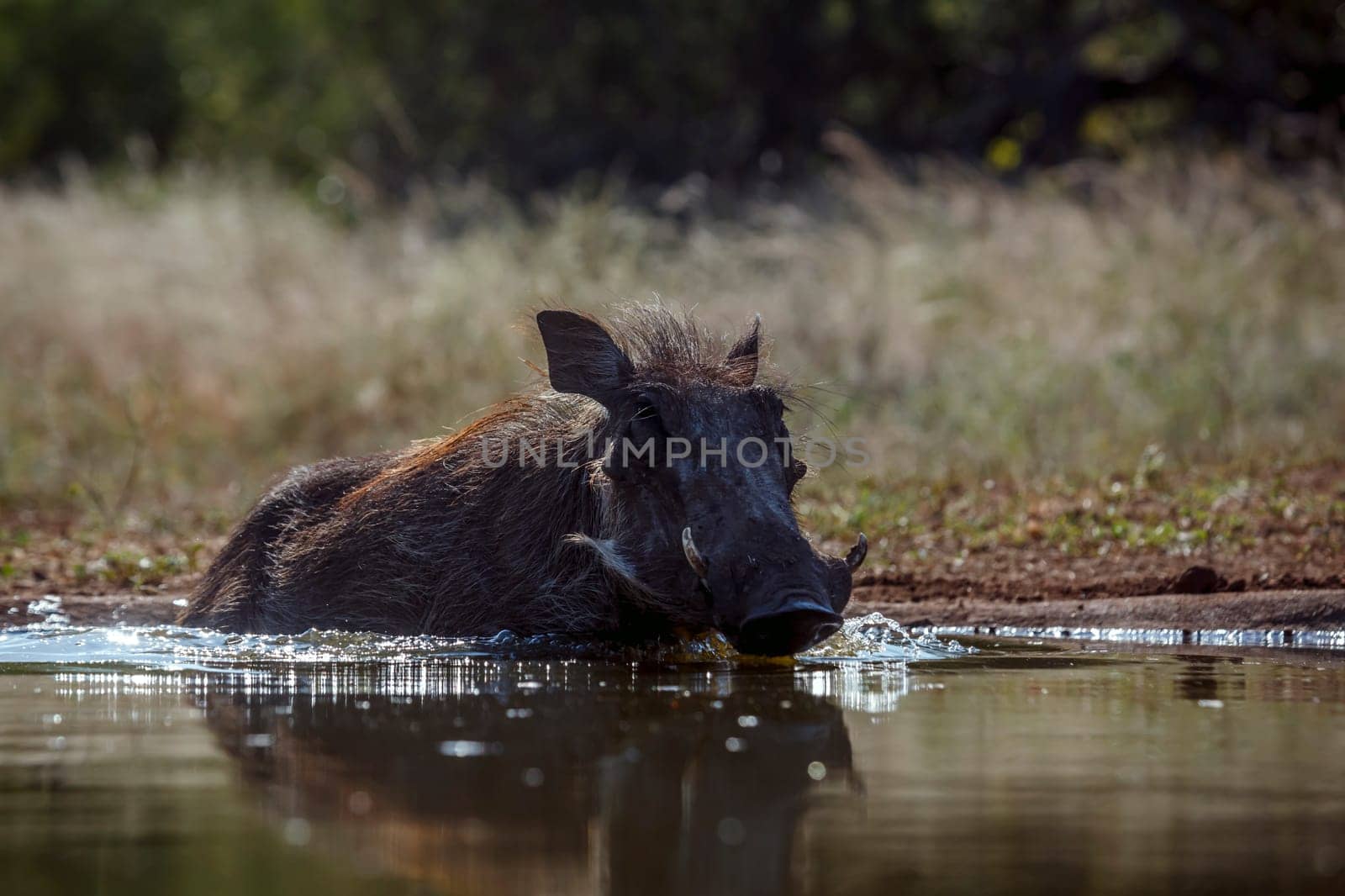 Common warthog  bathing in waterhole front view in greater Kruger National park, South Africa ; Specie Phacochoerus africanus family of Suidae