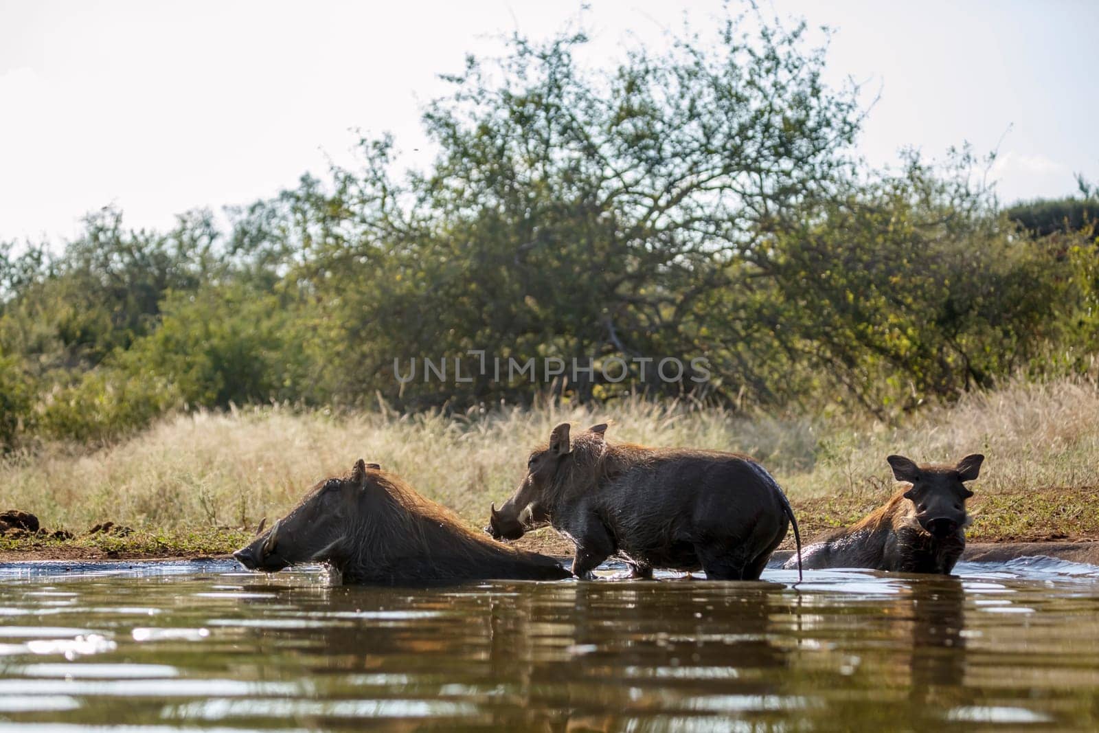 Three Common warthog bathing in waterhole in greater Kruger National park, South Africa ; Specie Phacochoerus africanus family of Suidae
