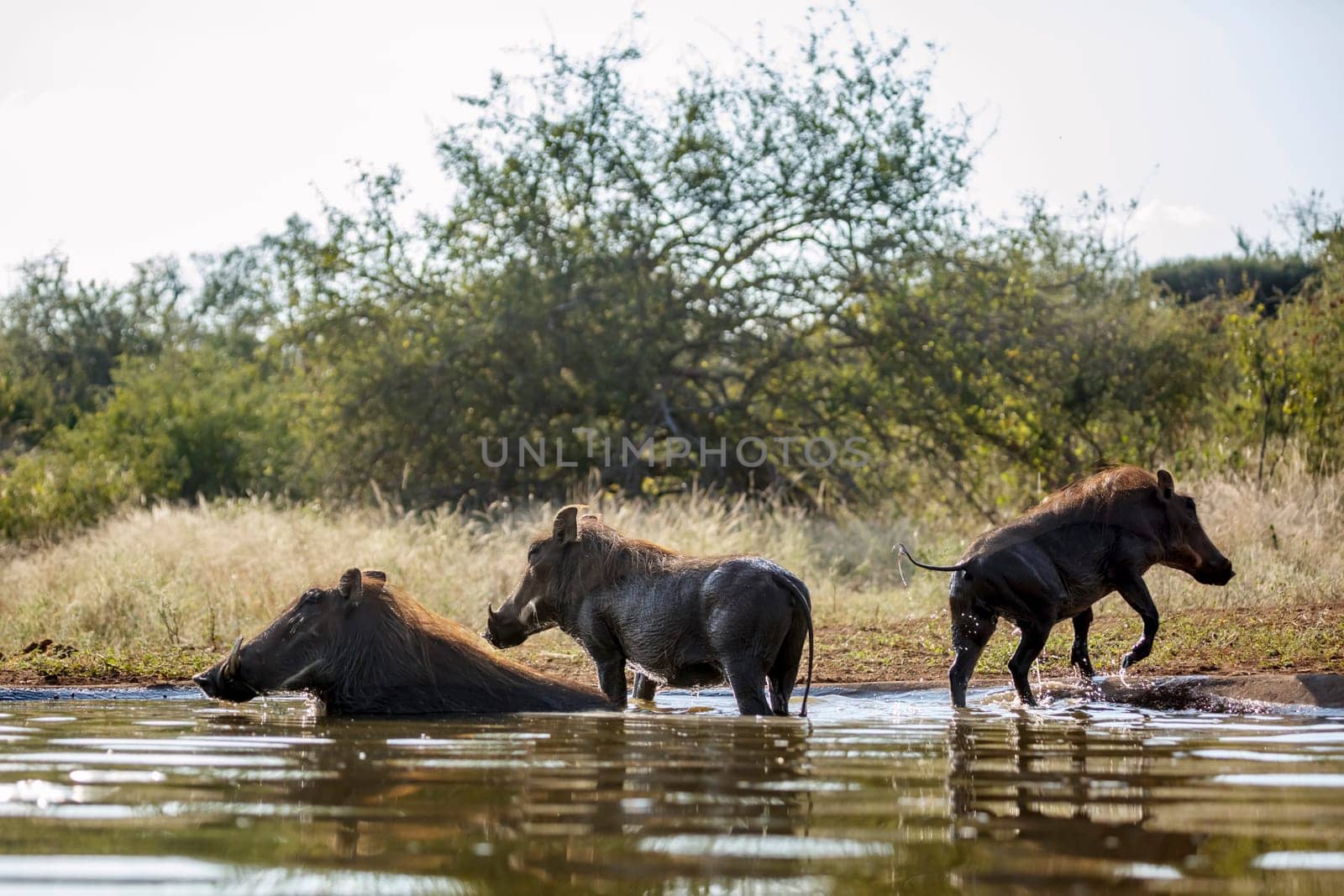 Three Common warthog bathing in waterhole in greater Kruger National park, South Africa ; Specie Phacochoerus africanus family of Suidae