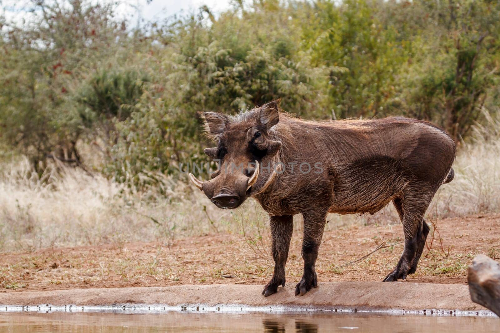 Common warthog standing along waterhole looking at camera in greater Kruger National park, South Africa ; Specie Phacochoerus africanus family of Suidae