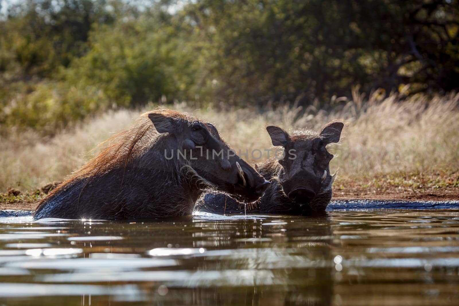 Two Common warthog bathing in waterhole in greater Kruger National park, South Africa ; Specie Phacochoerus africanus family of Suidae