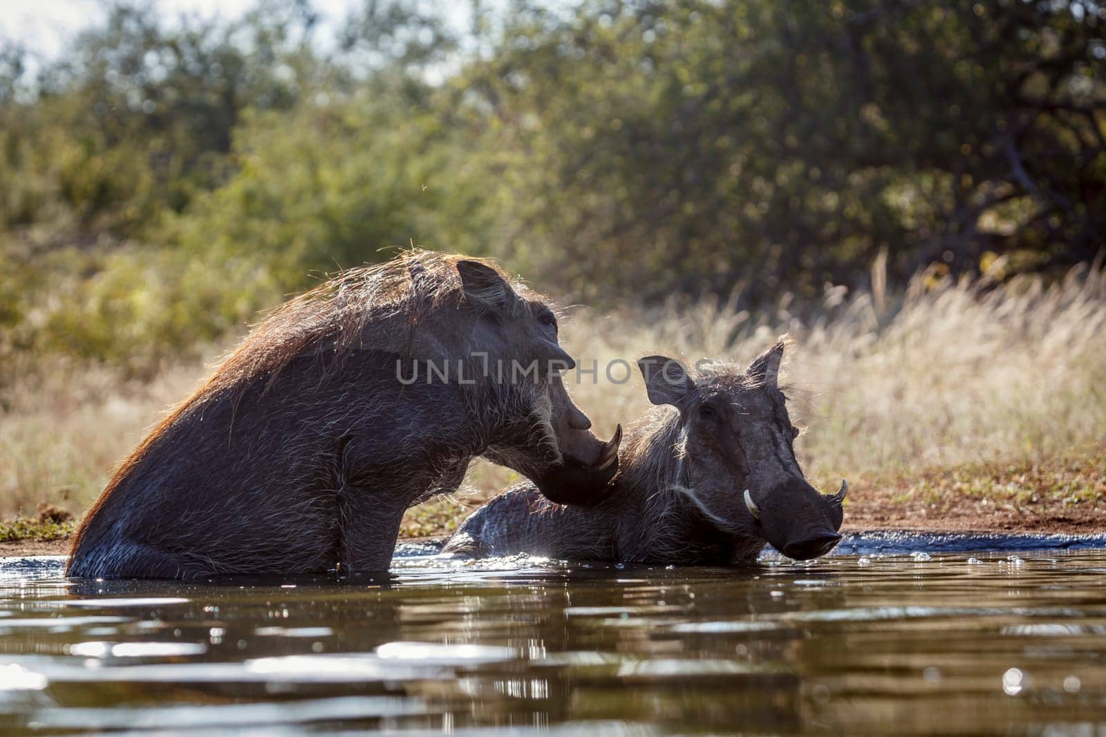 Two Common warthog bathing in waterhole in greater Kruger National park, South Africa ; Specie Phacochoerus africanus family of Suidae