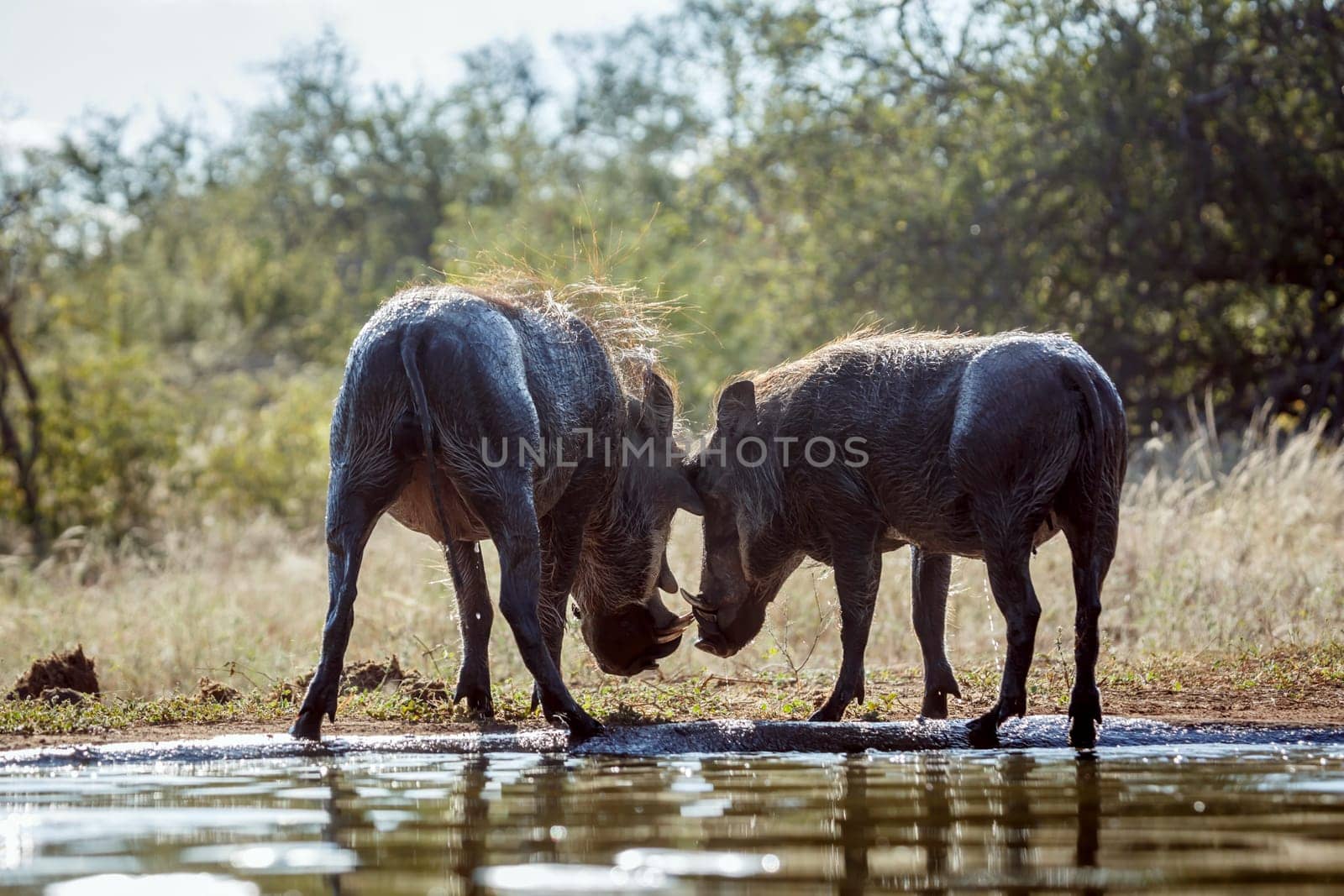 Common warthog bonding rear view along waterhole in greater Kruger National park, South Africa ; Specie Phacochoerus africanus family of Suidae