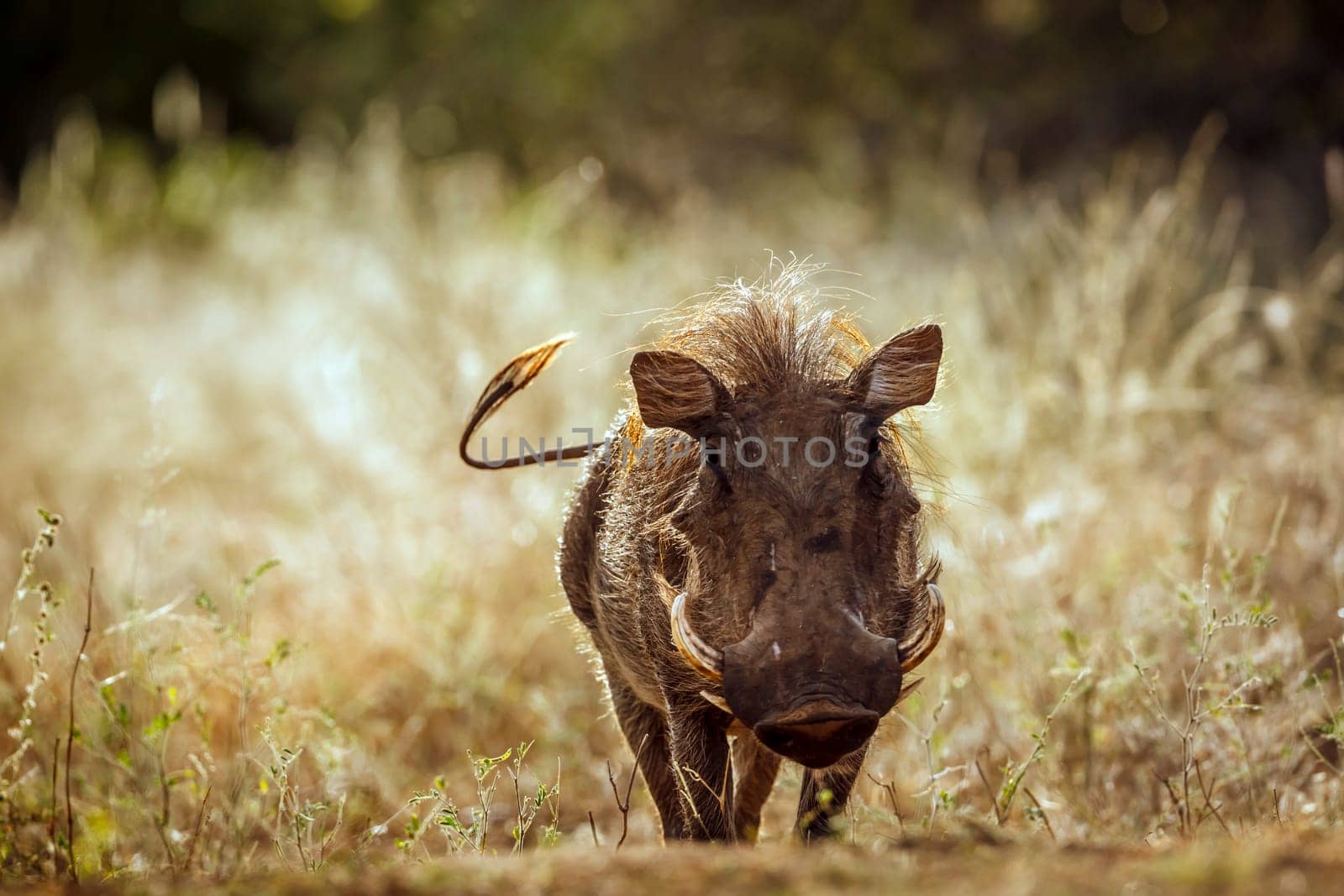 Common warthog  walking front view in dry savannah in greater Kruger National park, South Africa ; Specie Phacochoerus africanus family of Suidae
