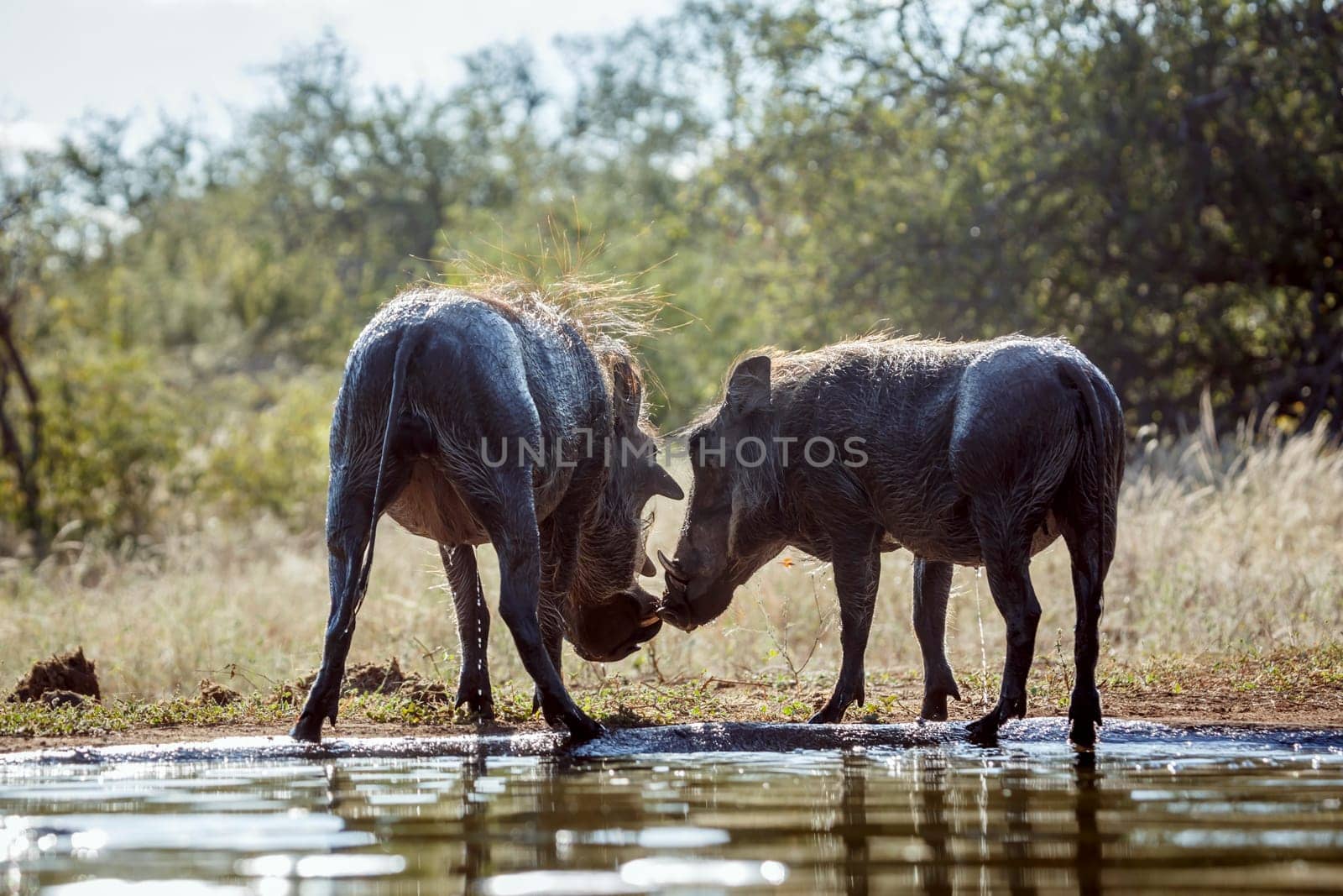 Common warthog bonding rear view along waterhole in greater Kruger National park, South Africa ; Specie Phacochoerus africanus family of Suidae