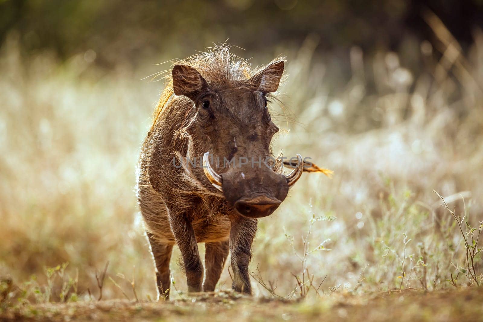 Common warthog  walking front view in dry savannah in greater Kruger National park, South Africa ; Specie Phacochoerus africanus family of Suidae