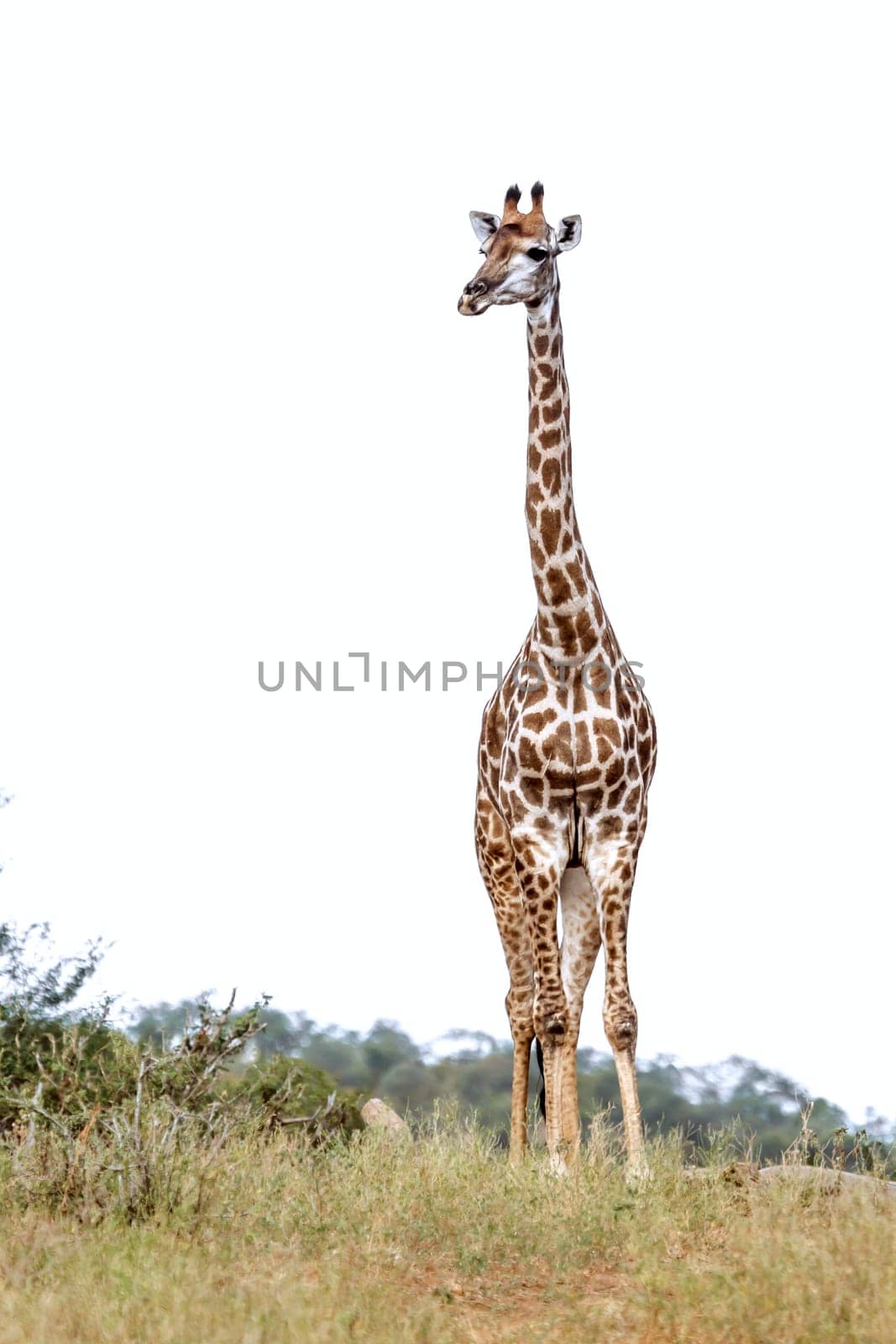 Giraffe front view isolated in white background in Kruger National park, South Africa ; Specie Giraffa camelopardalis family of Giraffidae
