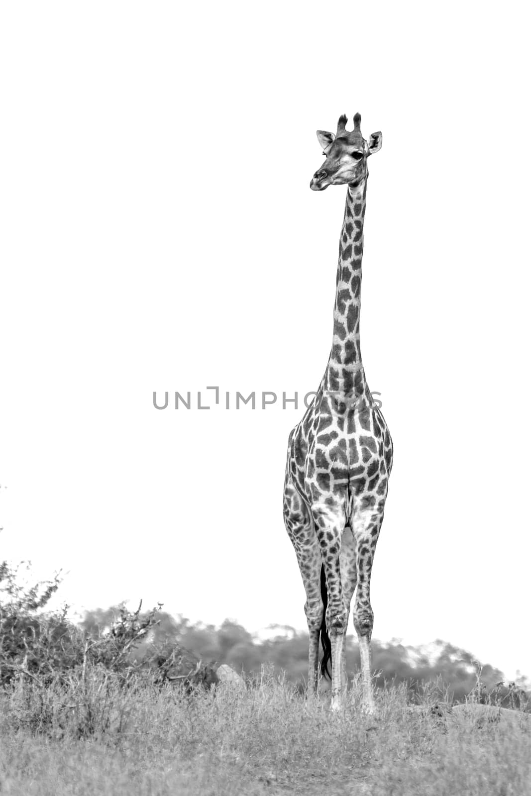 Giraffe front view isolated in white background in Kruger National park, South Africa ; Specie Giraffa camelopardalis family of Giraffidae