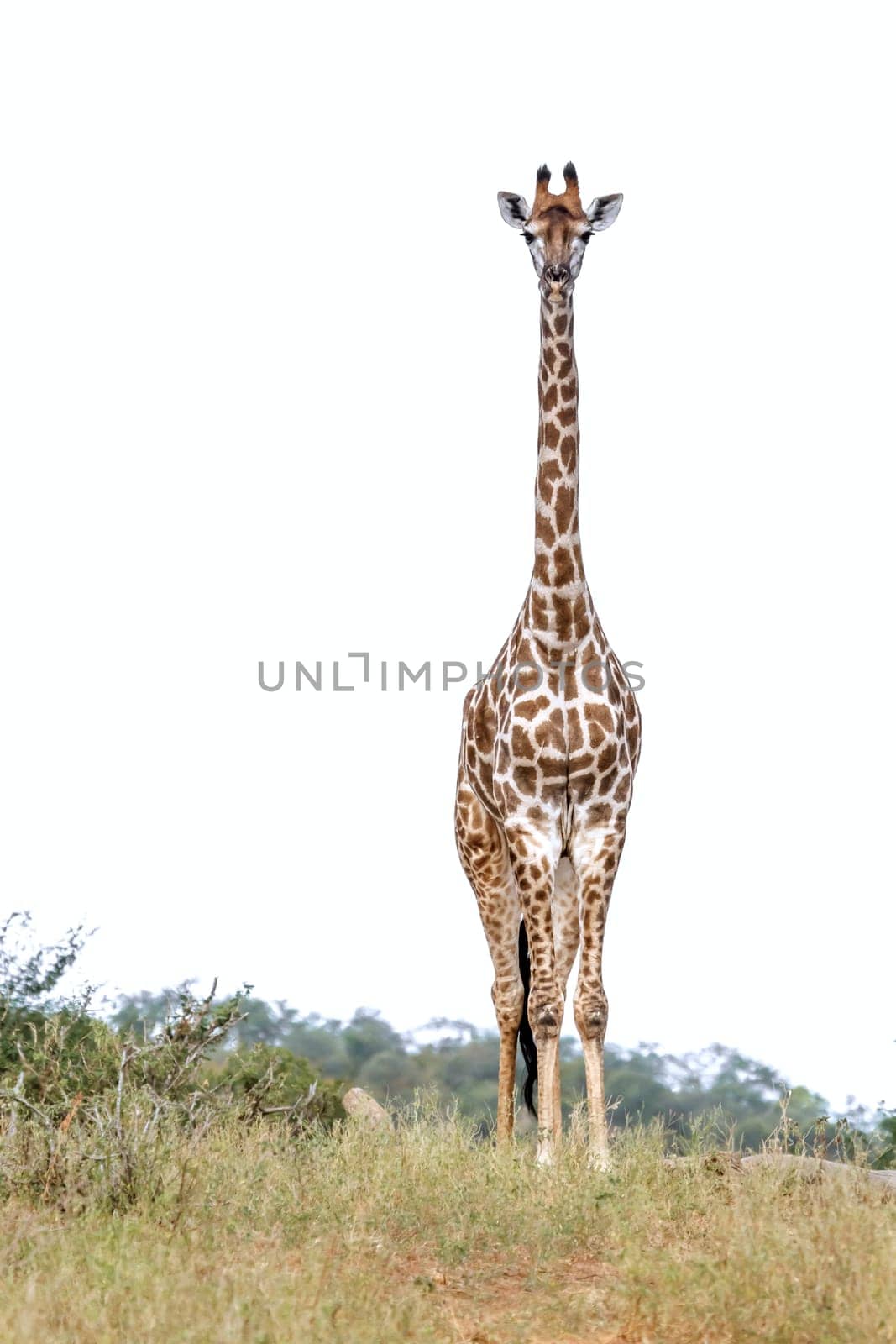 Giraffe front view isolated in white background in Kruger National park, South Africa ; Specie Giraffa camelopardalis family of Giraffidae