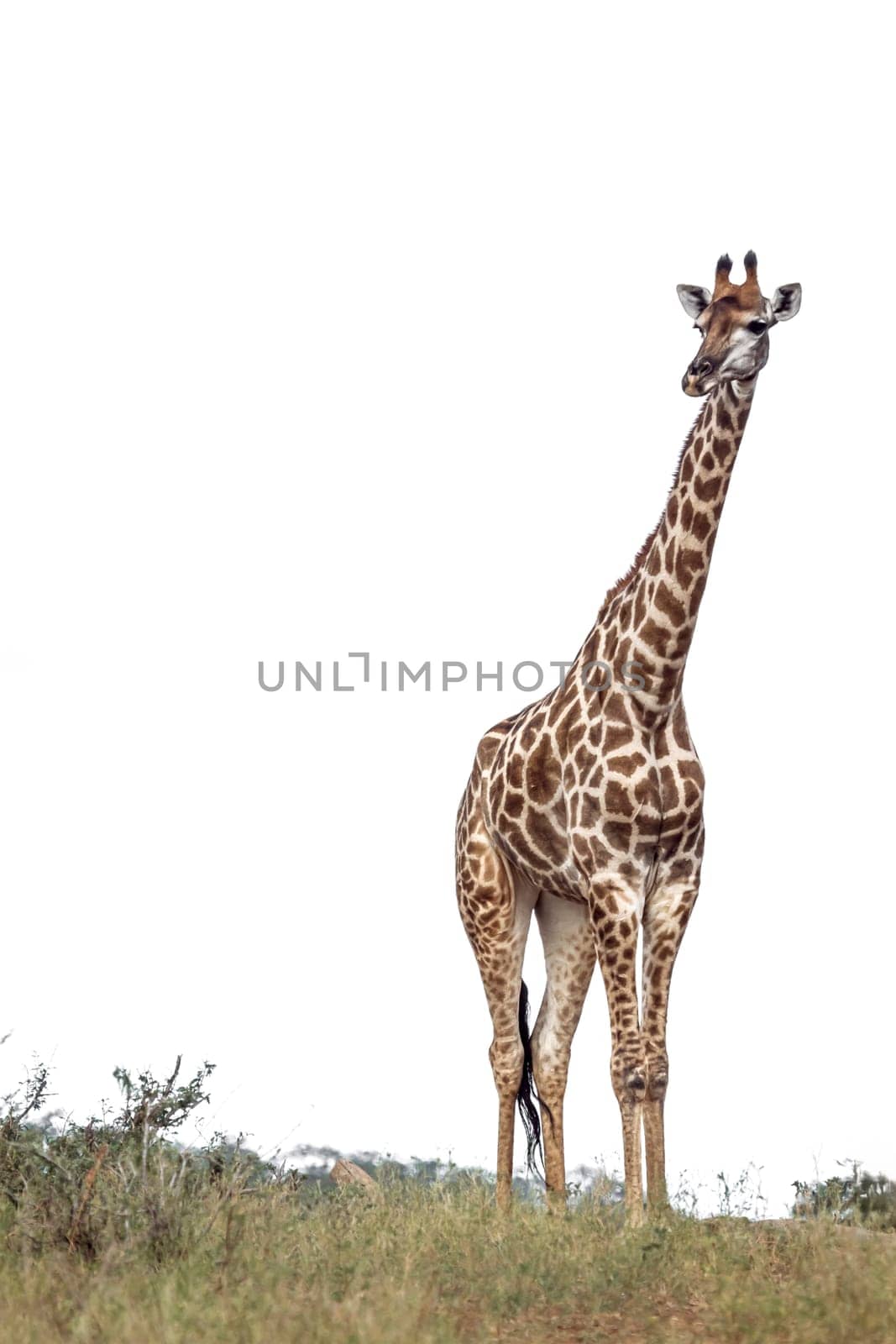 Giraffe isolated in white background in Kruger National park, South Africa ; Specie Giraffa camelopardalis family of Giraffidae