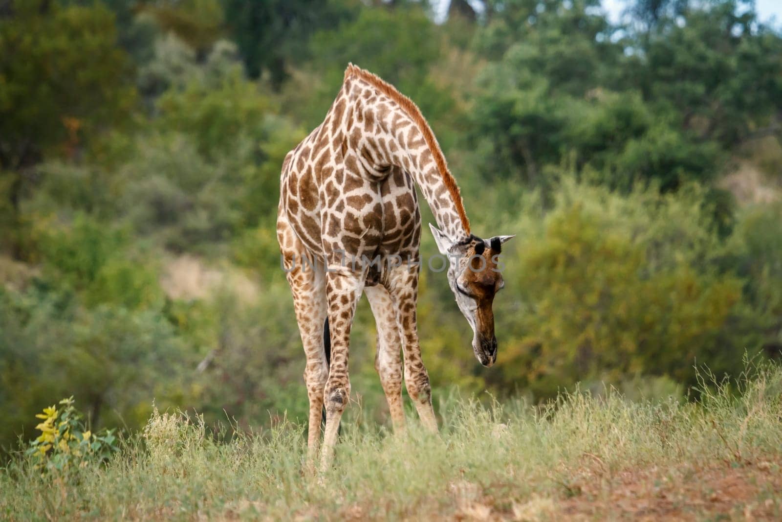Giraffe in Kruger head down in the bush National park, South Africa ; Specie Giraffa camelopardalis family of Giraffidae