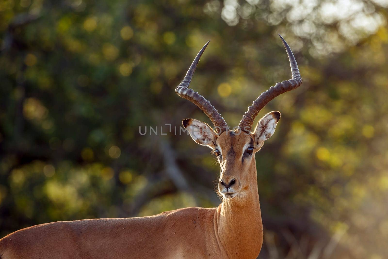 Common Impala horned male portrait isolated in natural background in greater Kruger National park, South Africa ; Specie Aepyceros melampus family of Bovidae