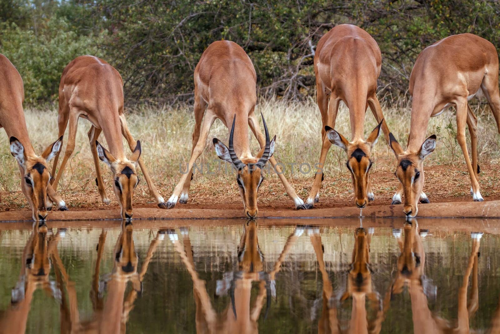 Little group of Common Impala drinking in waterhole front view in greater Kruger National park, South Africa ; Specie Aepyceros melampus family of Bovidae