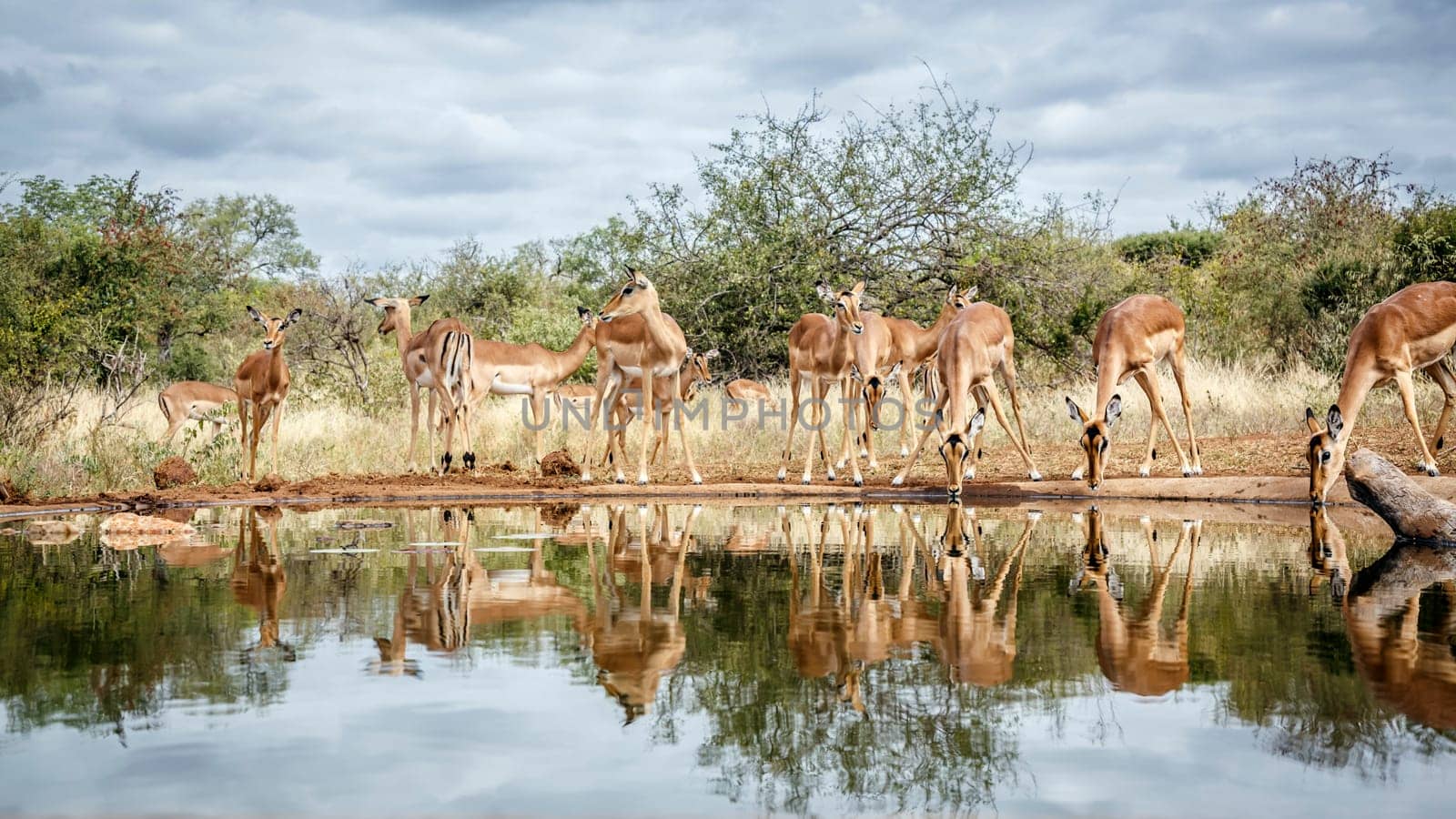 Herd of Common Impala drinking front view in waterhole with reflection in greater Kruger National park, South Africa ; Specie Aepyceros melampus family of Bovidae