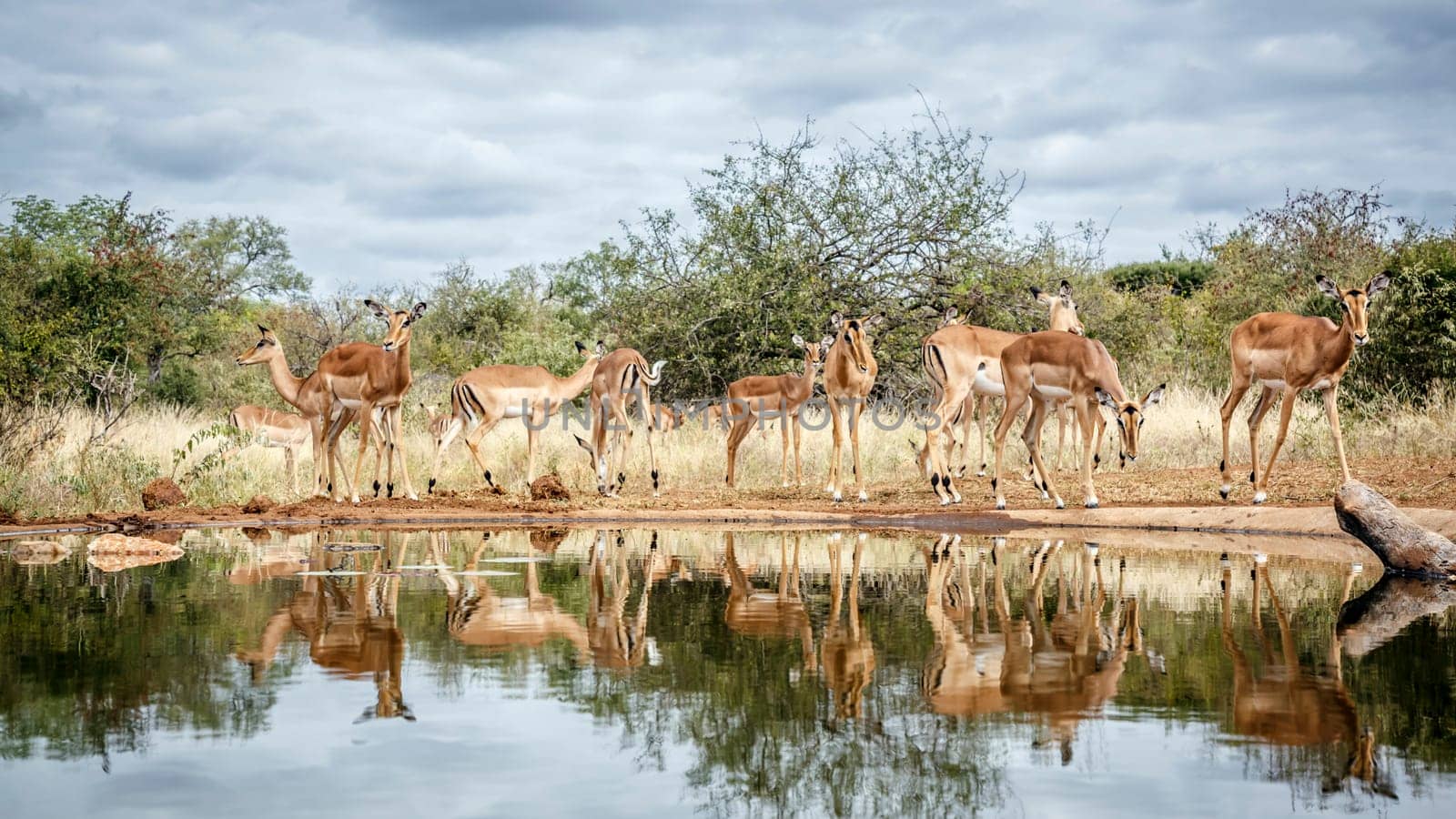 Herd of Common Impala drinking front view in waterhole with reflection in greater Kruger National park, South Africa ; Specie Aepyceros melampus family of Bovidae