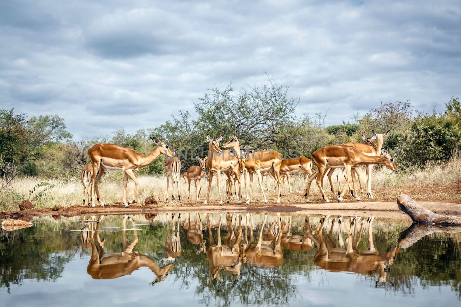 Herd of Common Impala drinking front view in waterhole with reflection in greater Kruger National park, South Africa ; Specie Aepyceros melampus family of Bovidae