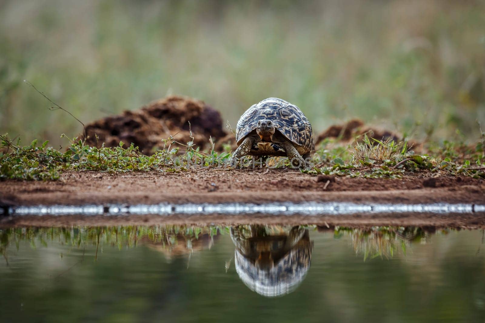 Leopard tortoise walking to waterhole front view in greater Kruger national park, South Africa ; Specie Stigmochelys pardalis family of Testudinidae
