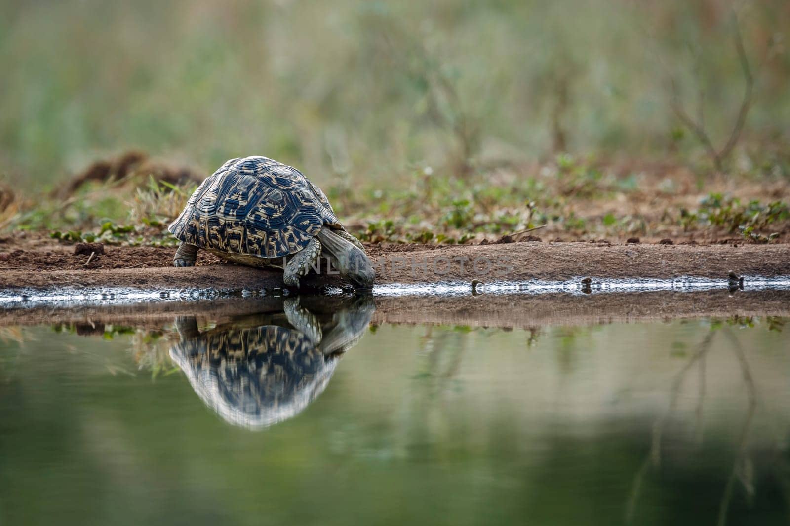 Leopard tortoise drinking front view at waterhole in greater Kruger national park, South Africa ; Specie Stigmochelys pardalis family of Testudinidae