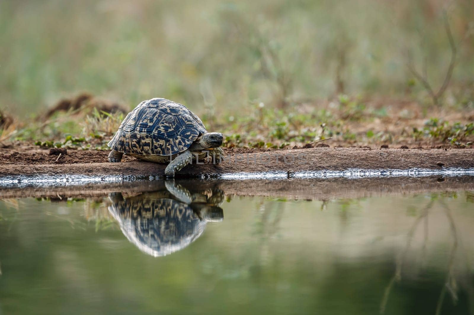 Leopard tortoise drinking front view at waterhole in greater Kruger national park, South Africa ; Specie Stigmochelys pardalis family of Testudinidae