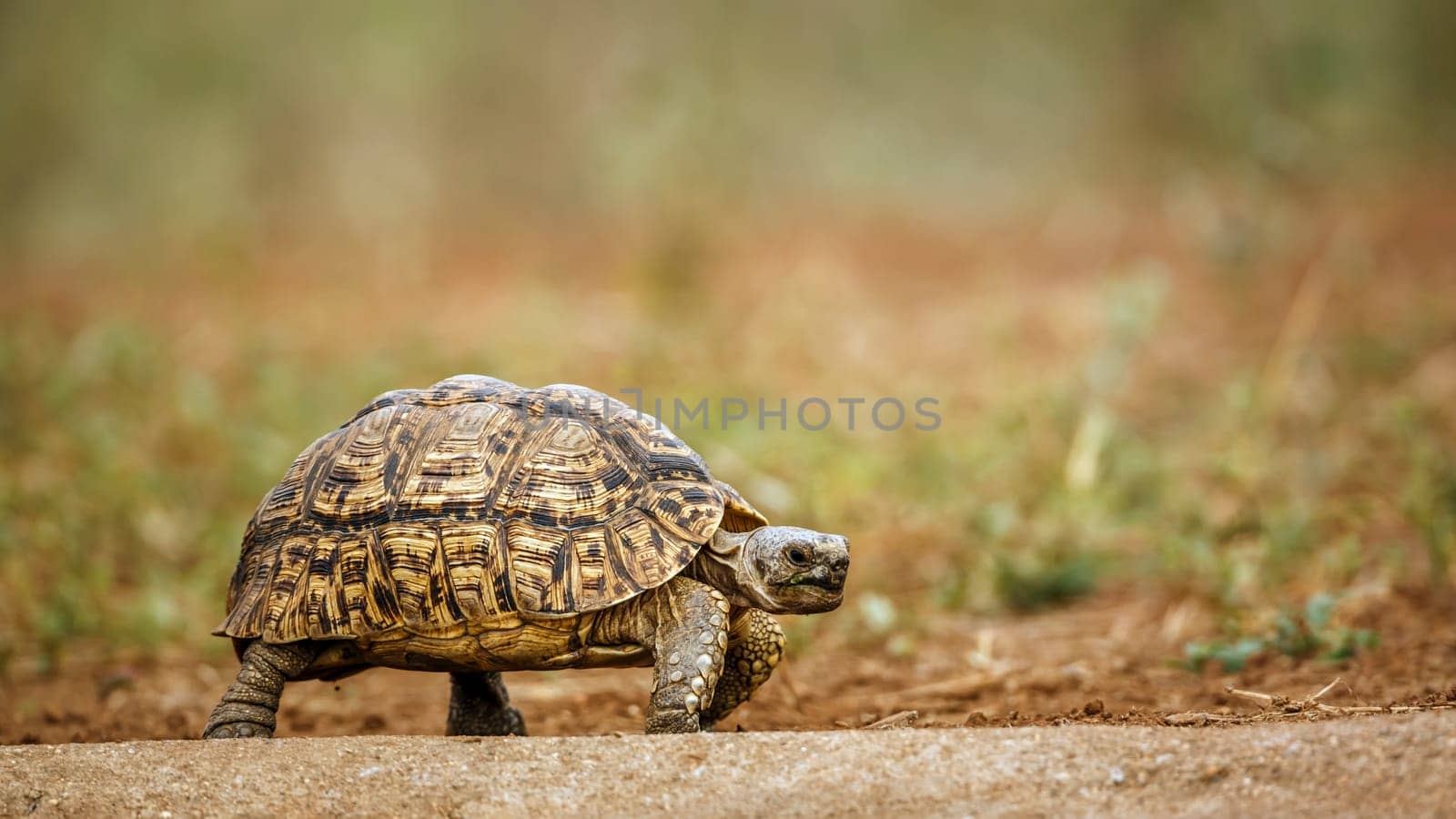 Leopard tortoise walking on edge side view in greater Kruger national park, South Africa ; Specie Stigmochelys pardalis family of Testudinidae