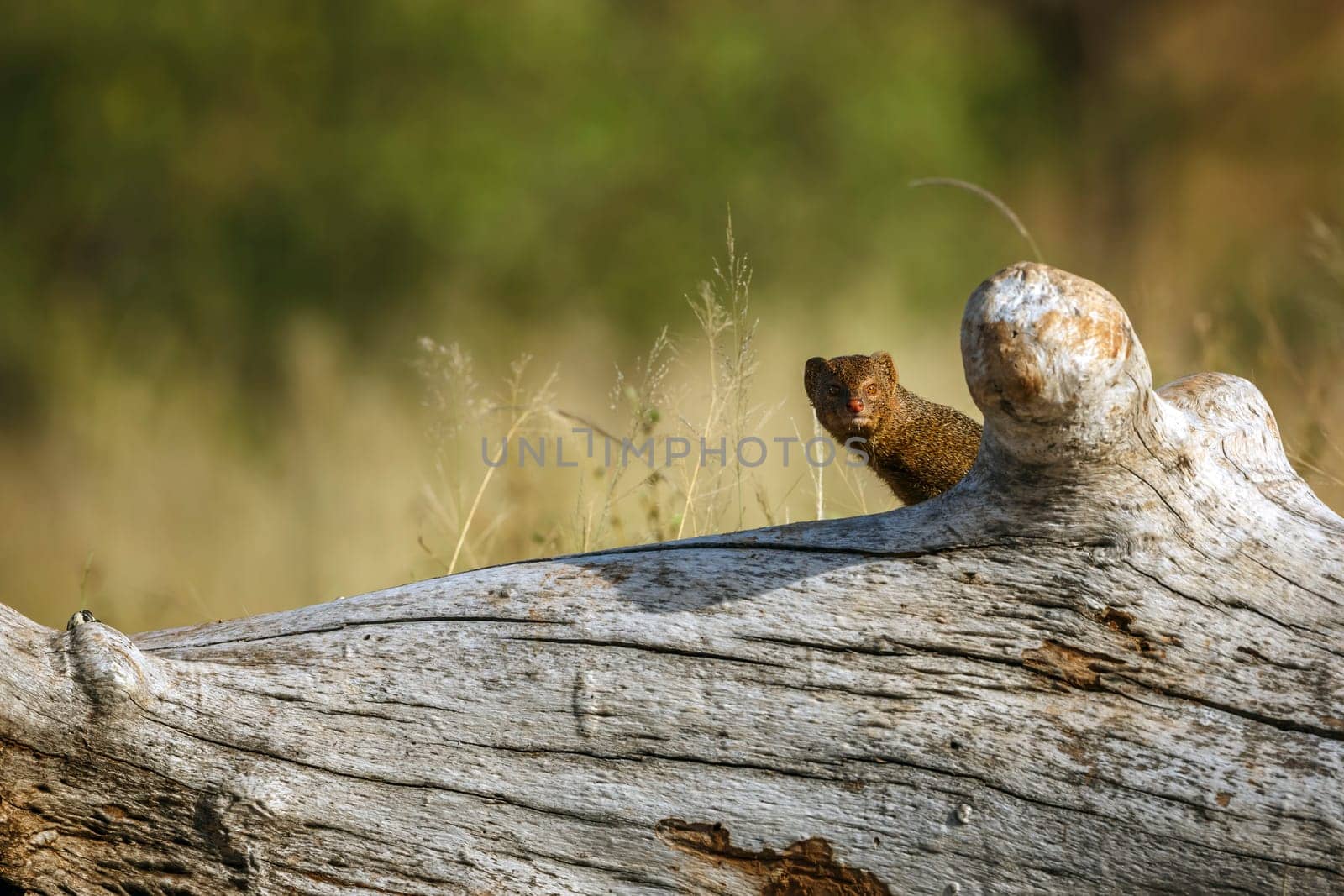 Slender mongoose in alert hidden in trunk n greater Kruger national park, South Africa; specie Galerella sanguinea family of Herpestidae