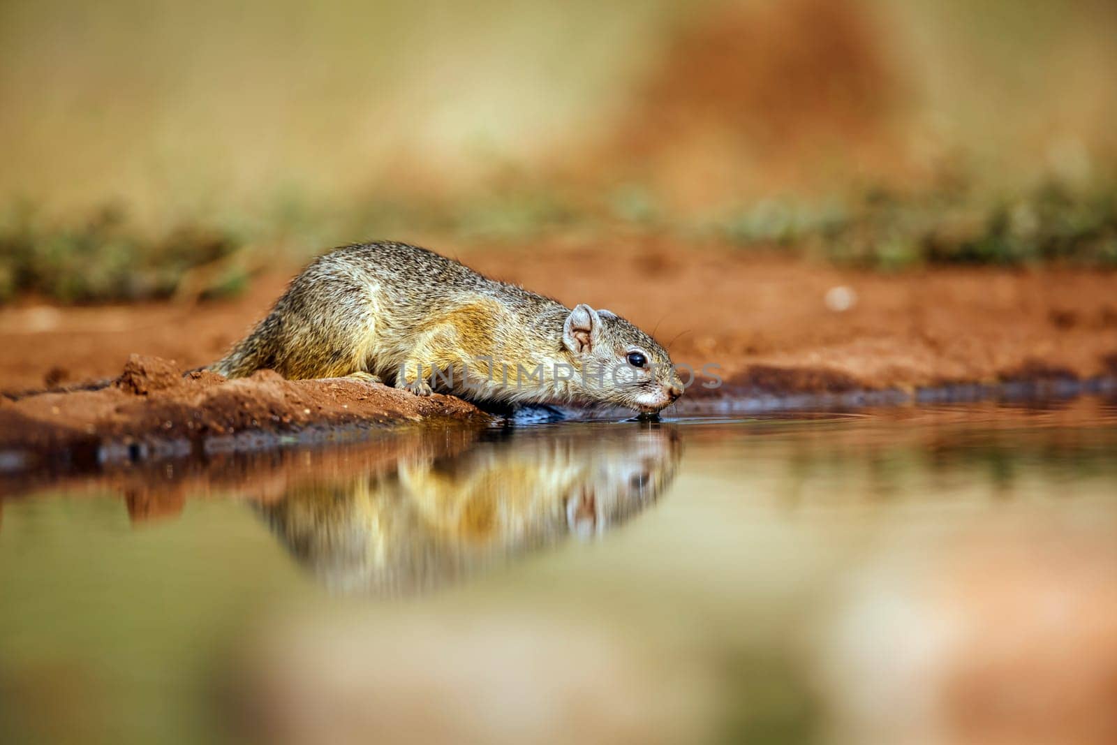 Smith bush squirrel drinking in waterhole with reflection in greater Kruger National park, South Africa ; Specie Paraxerus cepapi family of Sciuridae