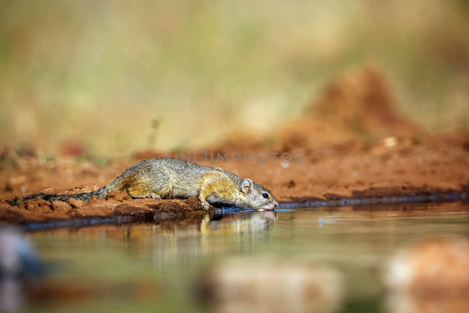 Smith bush squirrel in greater Kruger National park, South Africa ; Specie Paraxerus cepapi family of Sciuridae