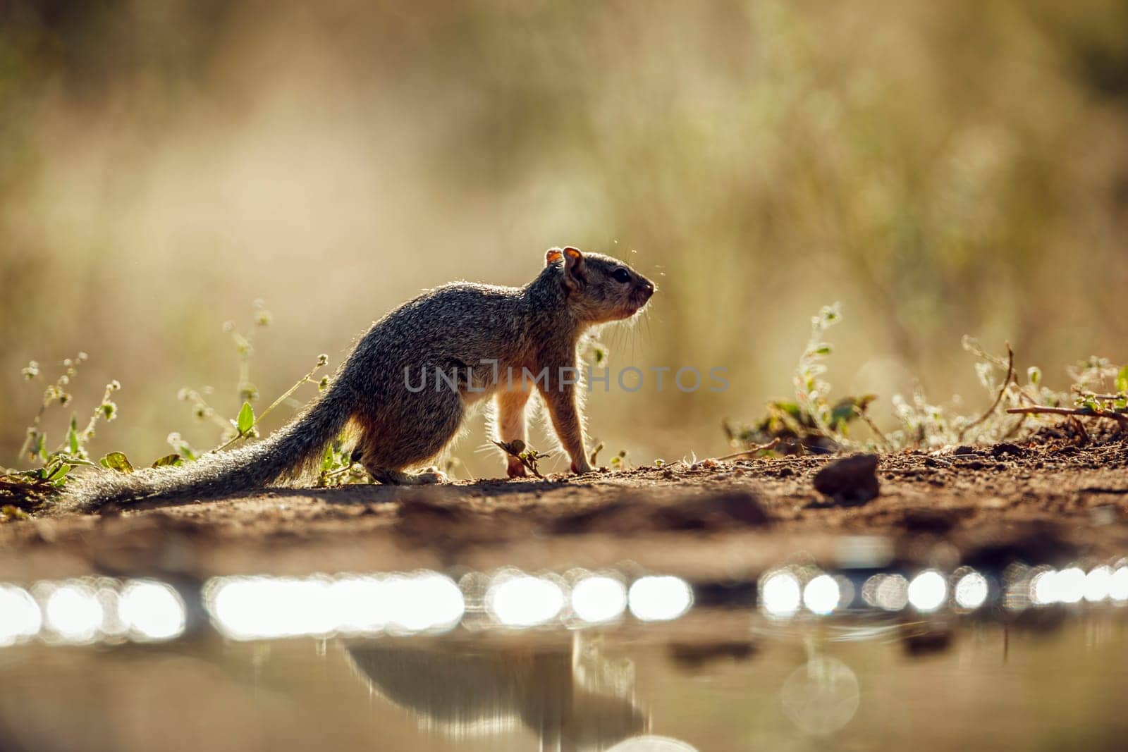 Smith bush squirrel standing backlit along waterhole with reflection in greater Kruger National park, South Africa ; Specie Paraxerus cepapi family of Sciuridae