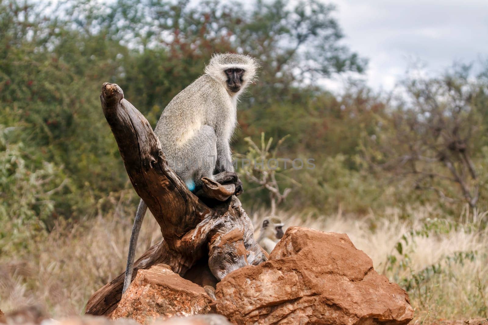 Vervet monkey seating on log looking at camera in greater Kruger National park, South Africa ; Specie Chlorocebus pygerythrus family of Cercopithecidae