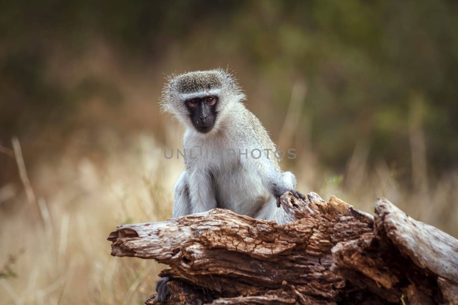 Vervet monkey seated on a stump looking at camera in greater Kruger National park, South Africa ; Specie Chlorocebus pygerythrus family of Cercopithecidae