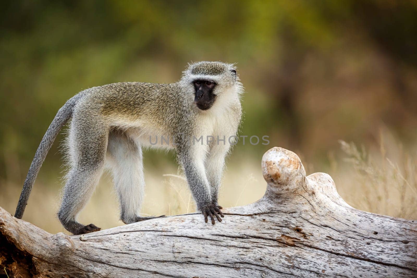 Vervet monkey standing on a log  in greater Kruger National park, South Africa ; Specie Chlorocebus pygerythrus family of Cercopithecidae