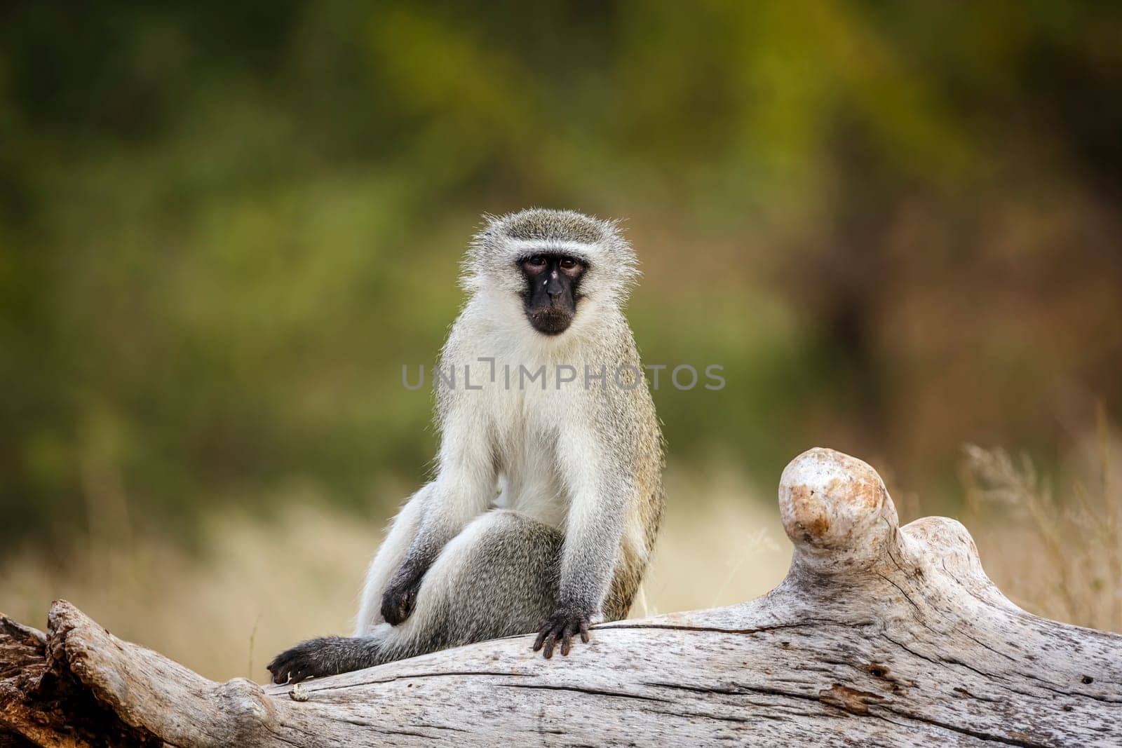 Vervet monkey seated on a log in greater Kruger National park, South Africa ; Specie Chlorocebus pygerythrus family of Cercopithecidae