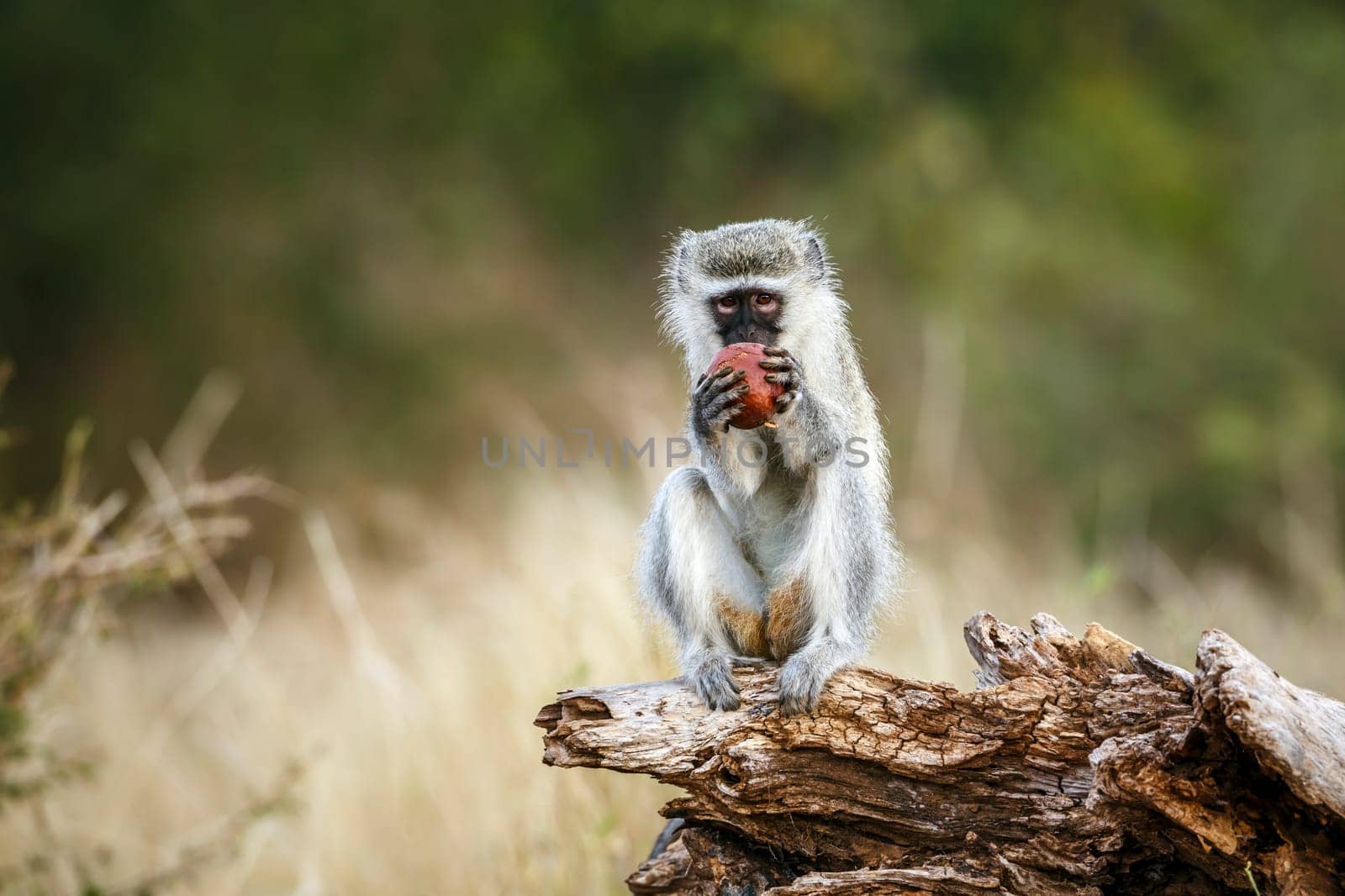 Vervet monkey eating a fruit seated on a log in greater Kruger National park, South Africa ; Specie Chlorocebus pygerythrus family of Cercopithecidae