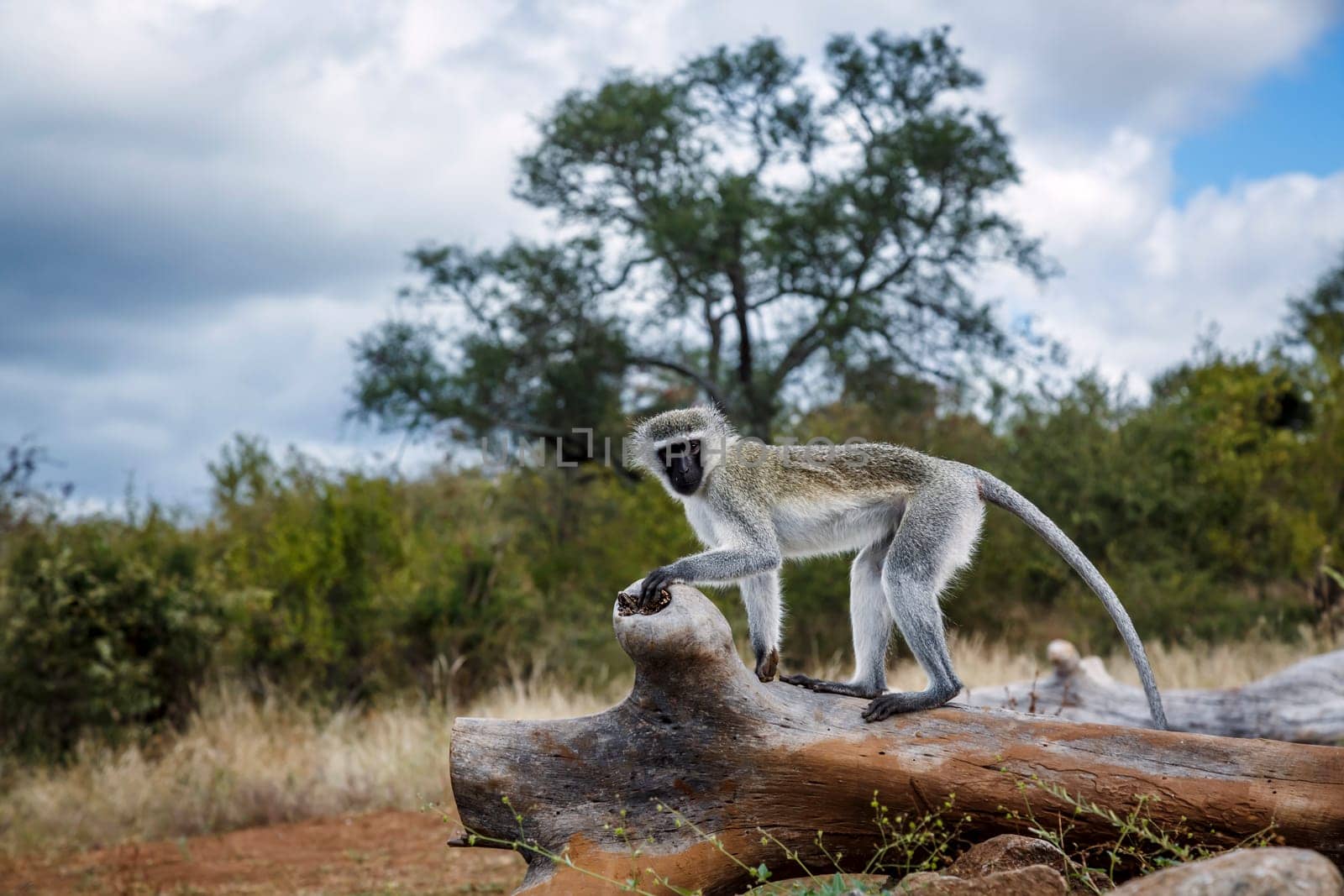 Vervet monkey standing on a log  in greater Kruger National park, South Africa ; Specie Chlorocebus pygerythrus family of Cercopithecidae