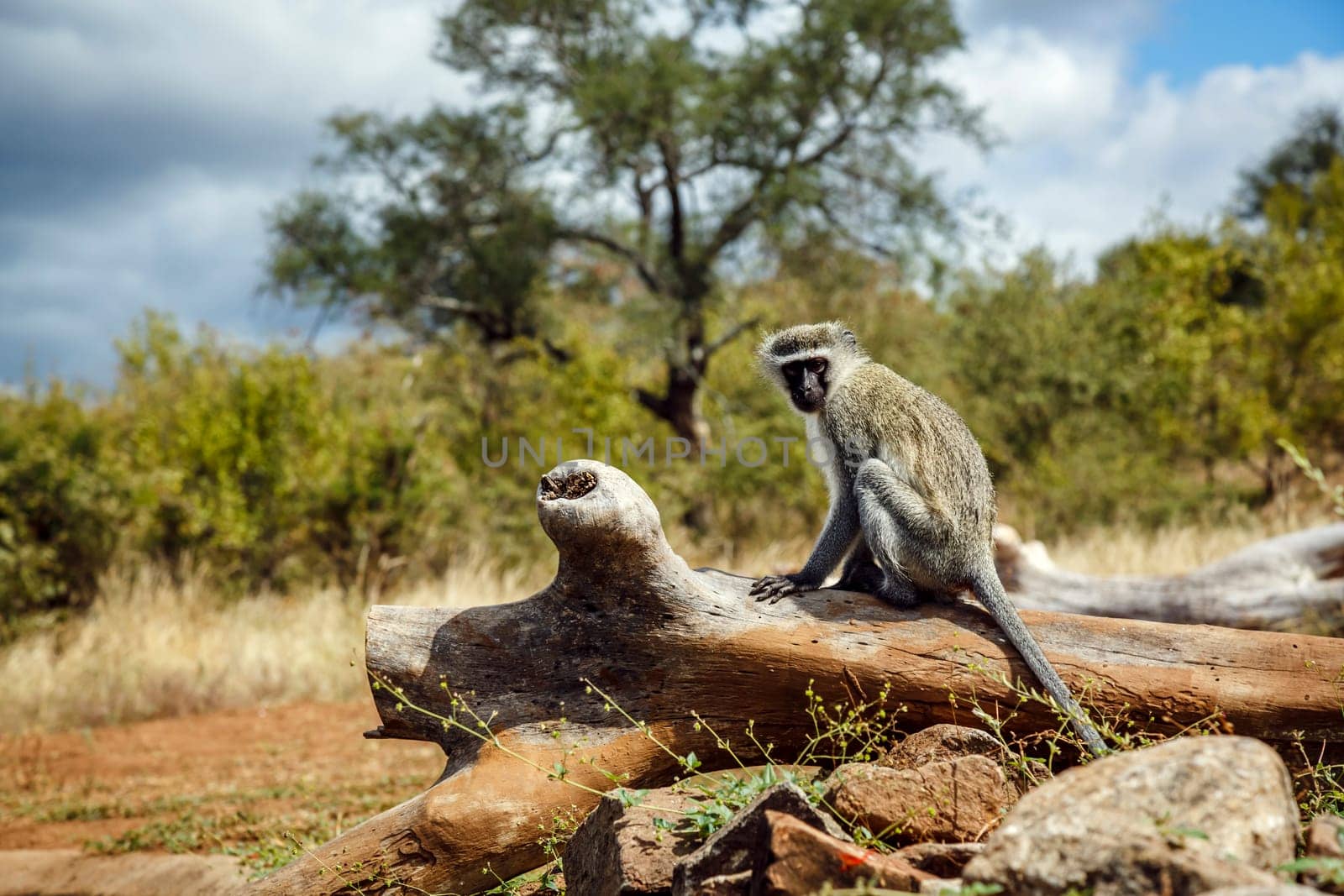 Vervet monkey in greater Kruger National park, South Africa ; Specie Chlorocebus pygerythrus family of Cercopithecidae