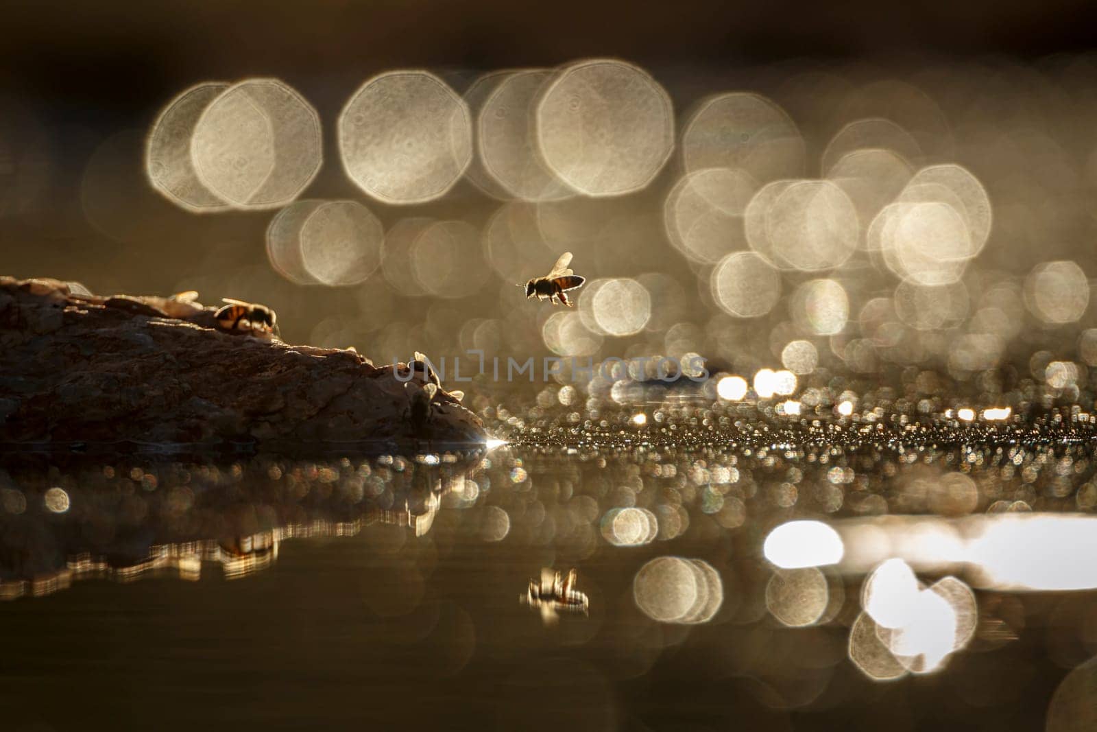 Wasp flying over  in middle of water backlit at dawn in Greater Kruger National park, South Africa